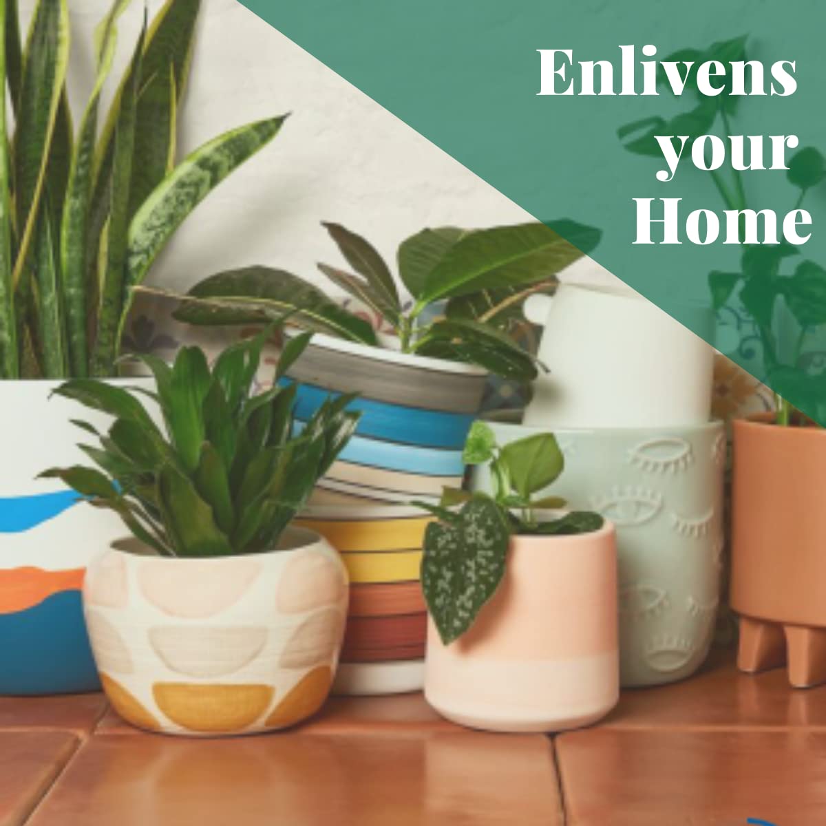 House Plant Shop | Fern 'Rabbit's Foot' - 4" Pot | Live Indoor Plant | Easy to Care | Natural Décor Plant | Great Gifts| Free Care Guide
