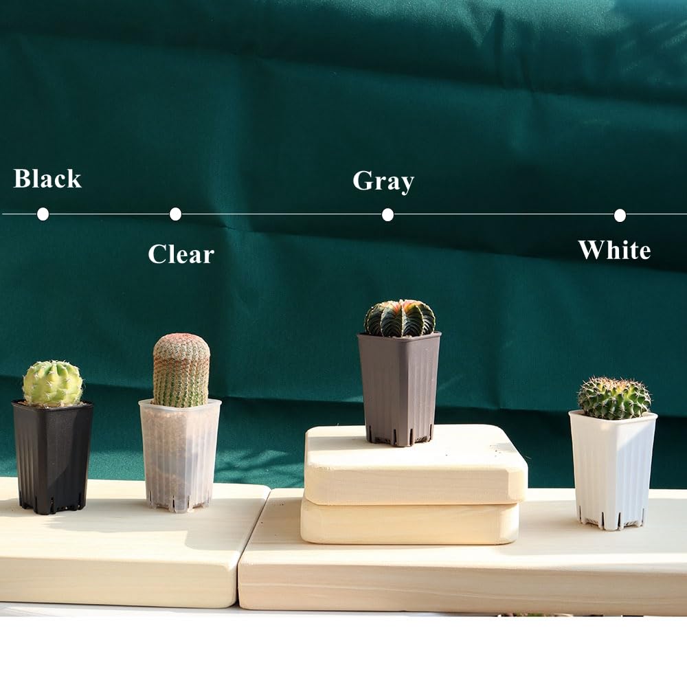 BangQiao 60 Pack 1.95 Inch Tiny Clear Plastic Square Nursery and Seedling Pot, Mini Deep Transplant Seed Starter Planter with Drain Hole for Germination, Herb, Succulent