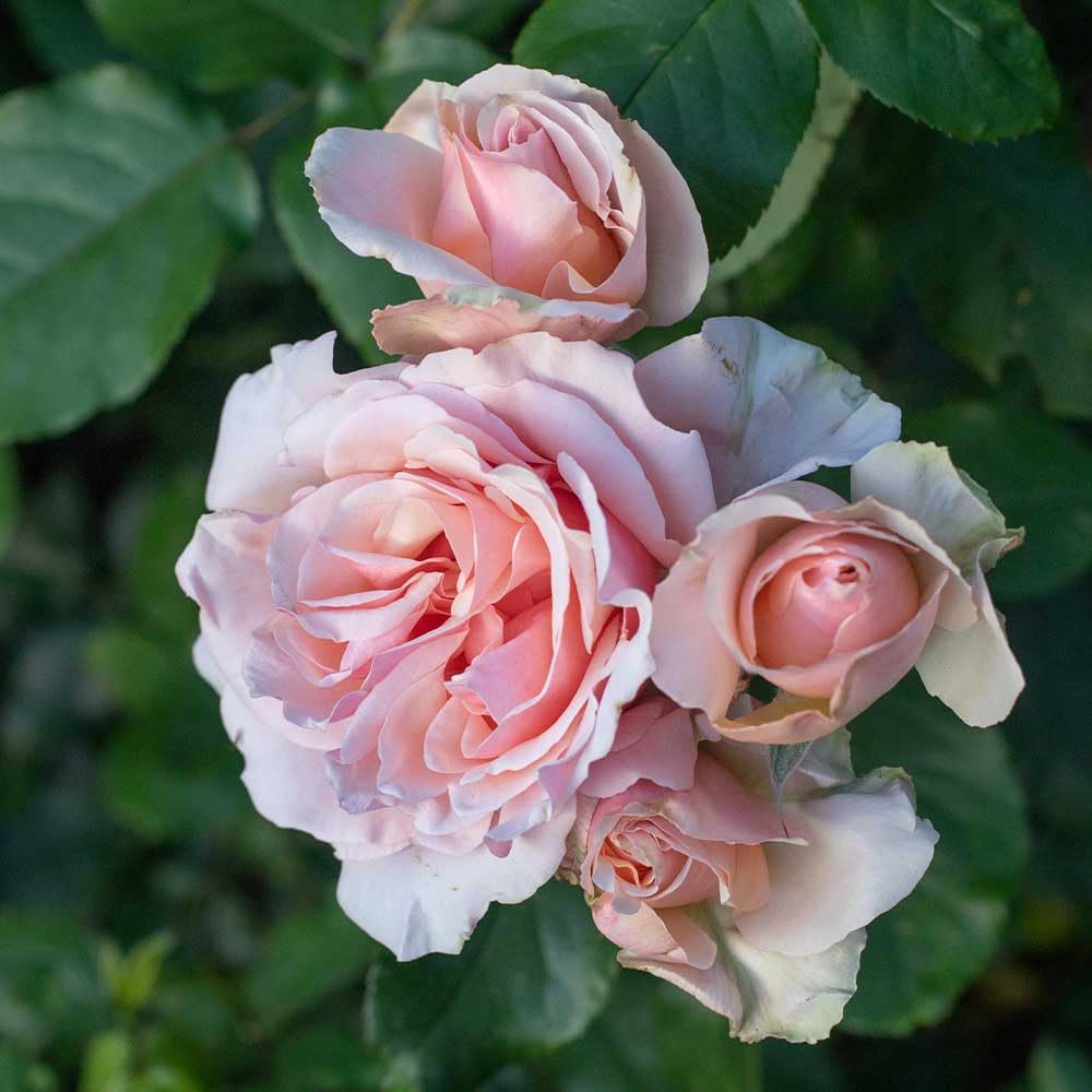 Heirloom Grandiflora Roses, Live Own Root Plant for Outdoor Garden, Mother of Pearl®, Lightly Fragrant, Hardiness Zones: 6-9, Repeat Blooming