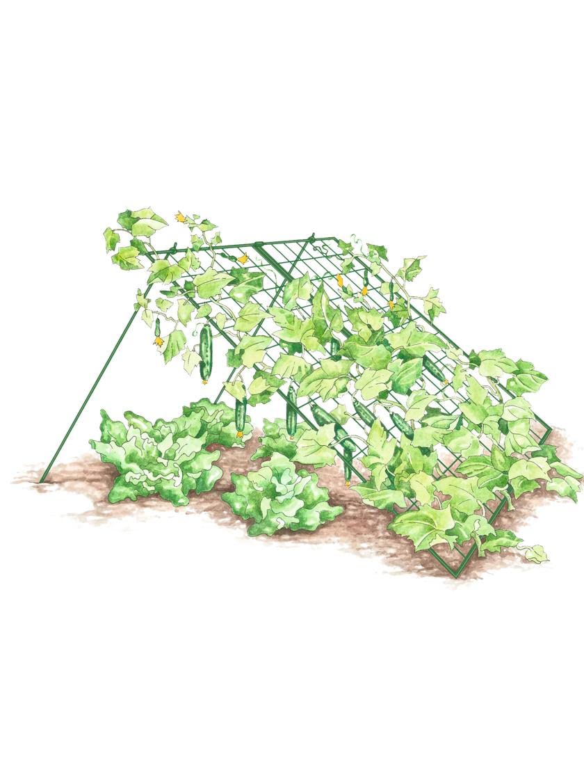 Gardeners Supply Company Sturdy Large Cucumber Trellis Support | Foldable Tough Metal Frame for Outdoor Climbing Plants Support | Best for Easy Harvesting and Easy Installation - 48" W x 48" H