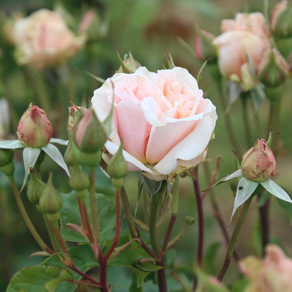 Heirloom Grandiflora Roses, Live Own Root Plant for Outdoor Garden, Mother of Pearl®, Lightly Fragrant, Hardiness Zones: 6-9, Repeat Blooming