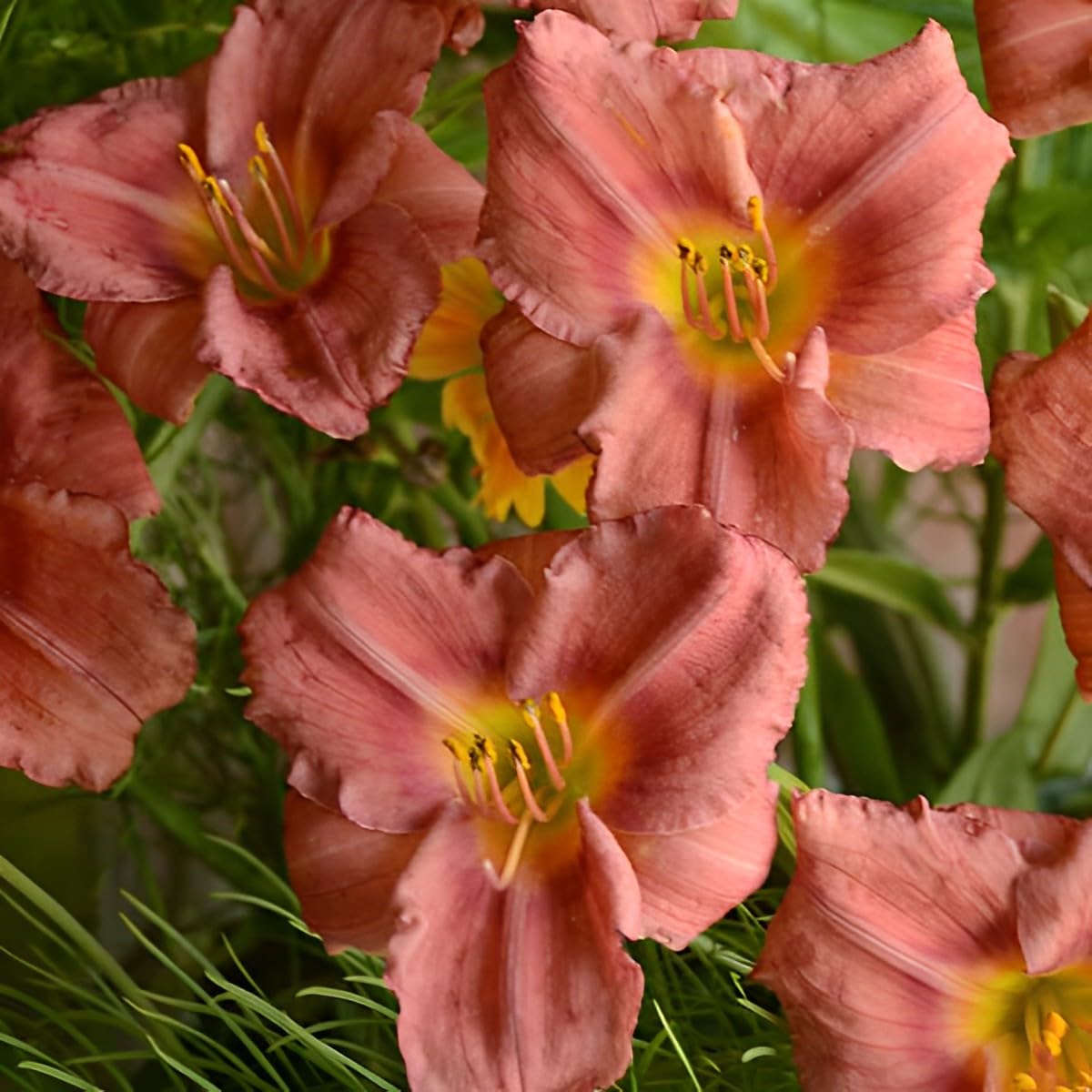 Votaniki Hemerocallis 'Rosey Returns Daylily' - Long Blooming, Perennial Daylily Bare Root for Plant | Perfect Addition to Any Garden - Easy to Gow and Low Maintenance (6 Pack)