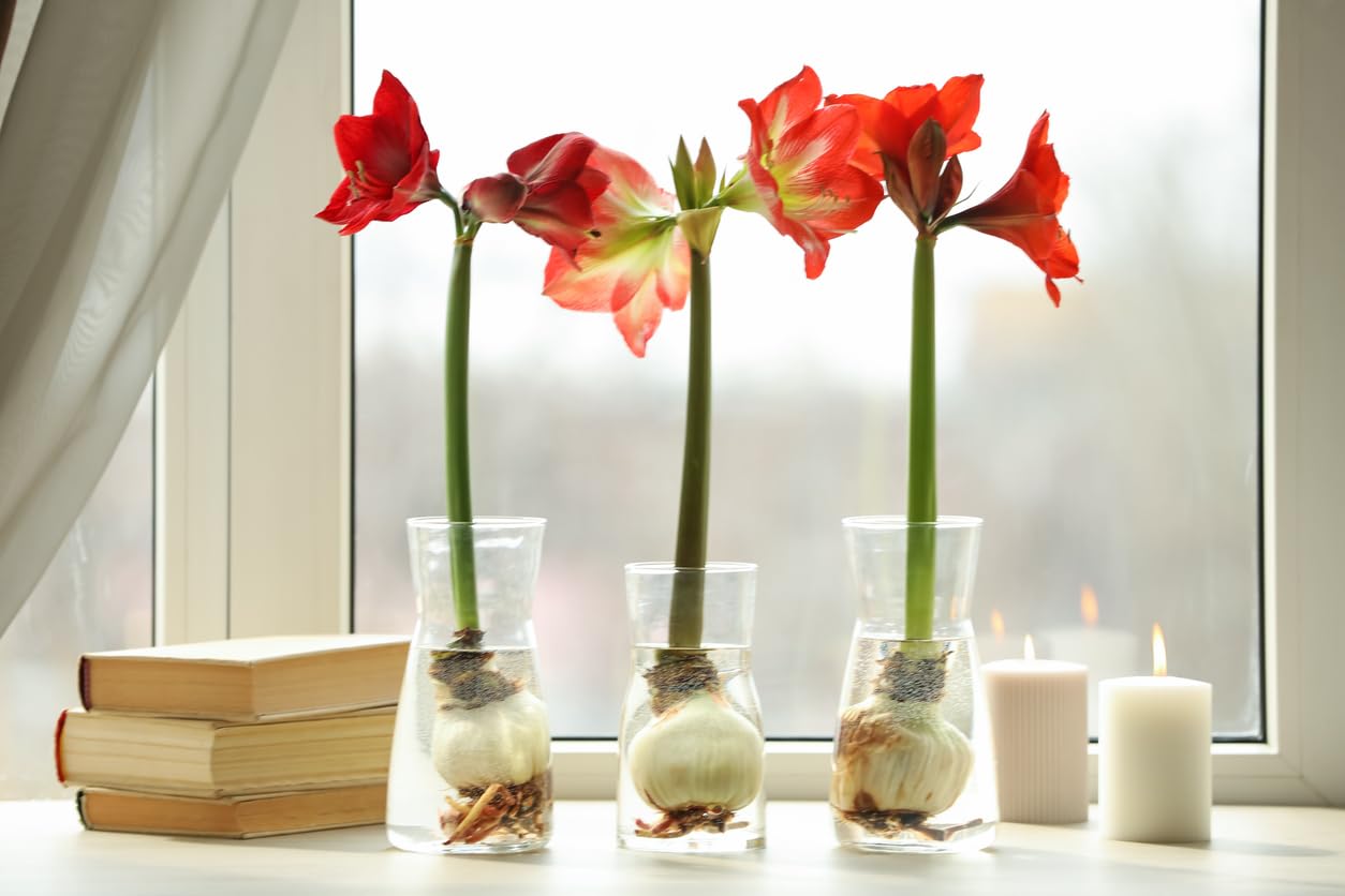 Huge Red Lion Amaryllis 36 cm.| Bare Root Bulb | 2-3 Stalks with Bold Red Flowers | Ideal for Indoor & Outdoor Planting | Stunning Floral Display