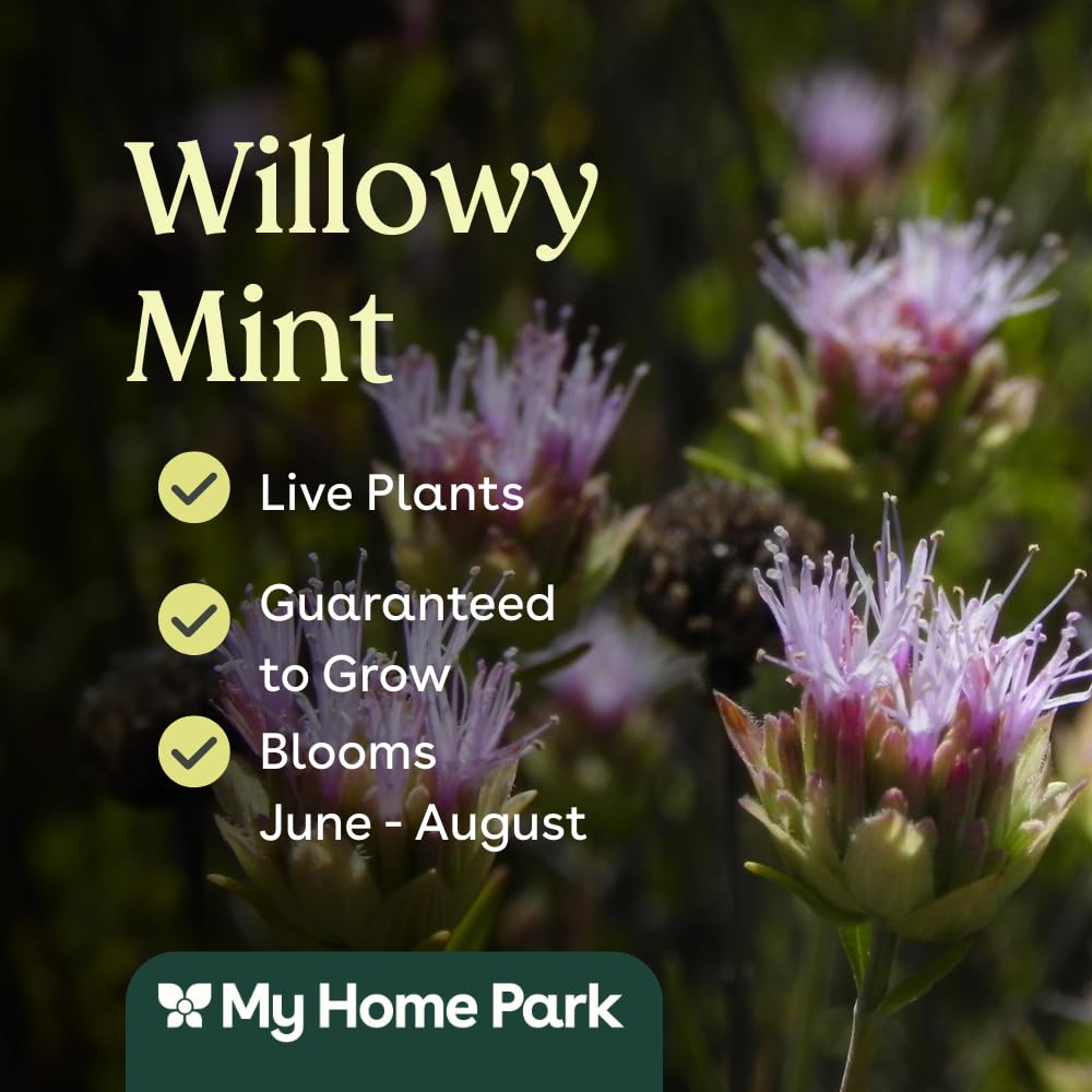 Willowy Mint 3 Live Plants (Monardella viminea) – California Native Wildflower for Outdoor Gardens, Drought Tolerant Pollinator Friendly Landscaping