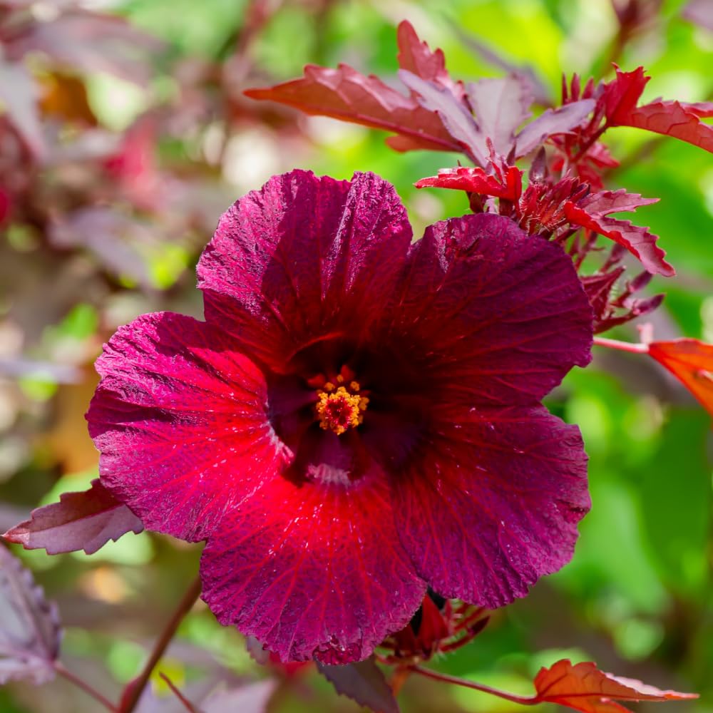 Pack of 2 Cranberry Hibiscus Plants Live, Red Hibiscus Plants Live for Flowering, 4-6" Tall