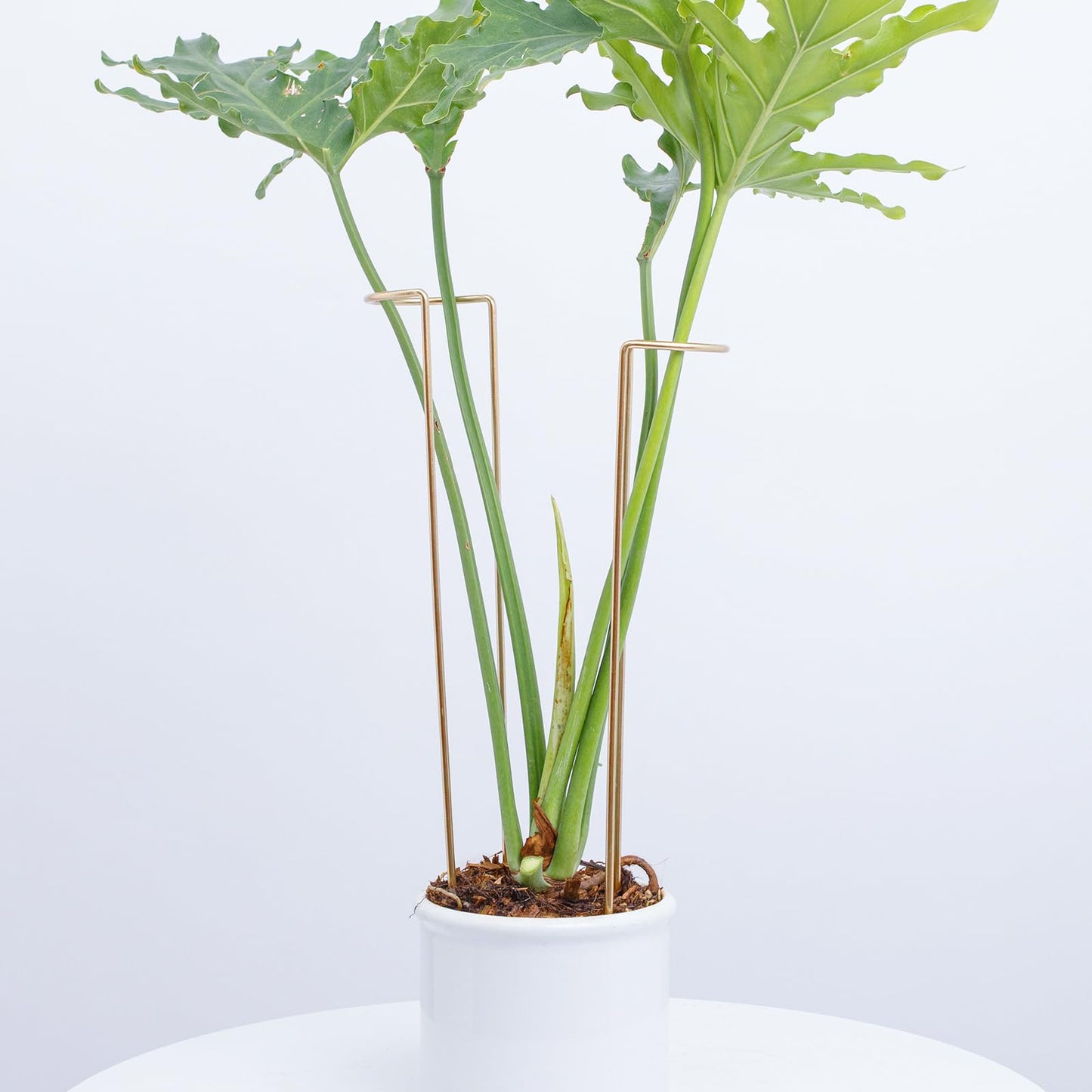 GOOOXIM 10-Pack Large Indoor Plant Stakes - 15.5-Inch Heavy Duty Metal Supports for Monstera and Outdoor Plants | Ideal for Supporting Tall Plants & Enhancing Garden Displays |
