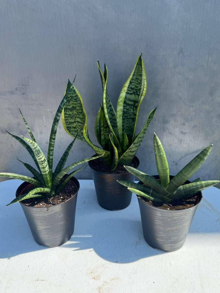 PLANTVERS Set of 3 Assorted Sansevieria in 4" Grow Pots – Live Snake Plant Collection – Easy Care Succulent Houseplants – Air Purifying Indoor Plants