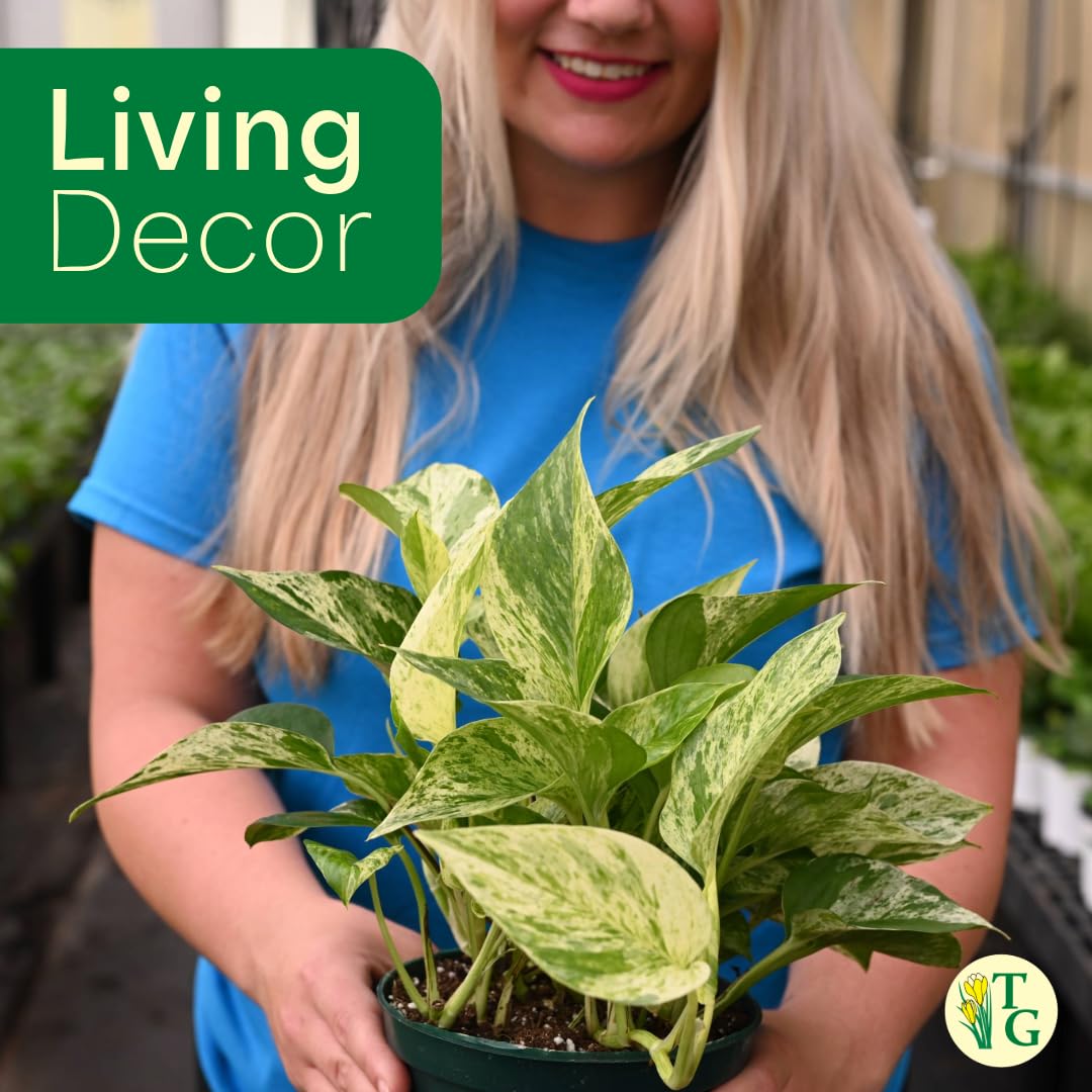 Thorsen's Greenhouse Marble Queen Pothos, Live Indoor Plant, Easy to Grow, Rare Variegated Houseplant, Natural Air Purifier, 6-inch Diameter Pot (Chocolate)