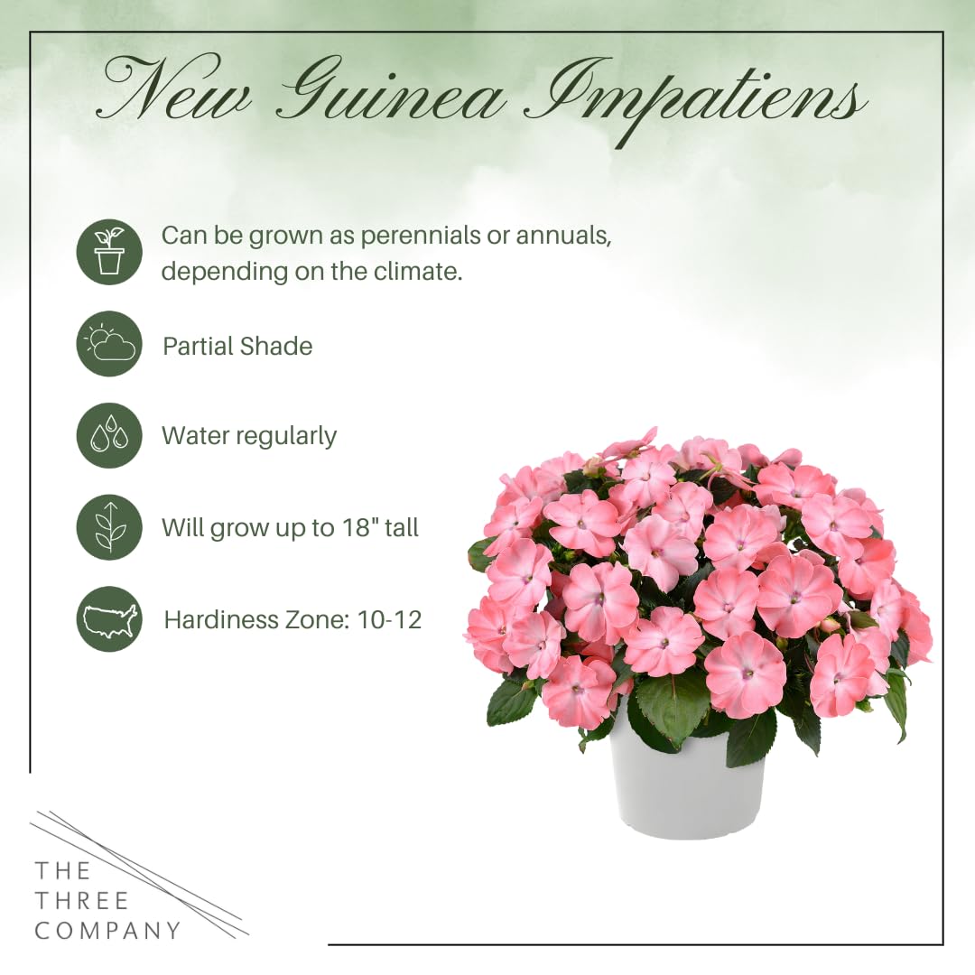 Live Flowering New Guinea Impatiens - Salmon (3 Plants Per Pack), Beautiful Shade Flowers, 12" Tall by 5" Wide in 1 Qt Pot