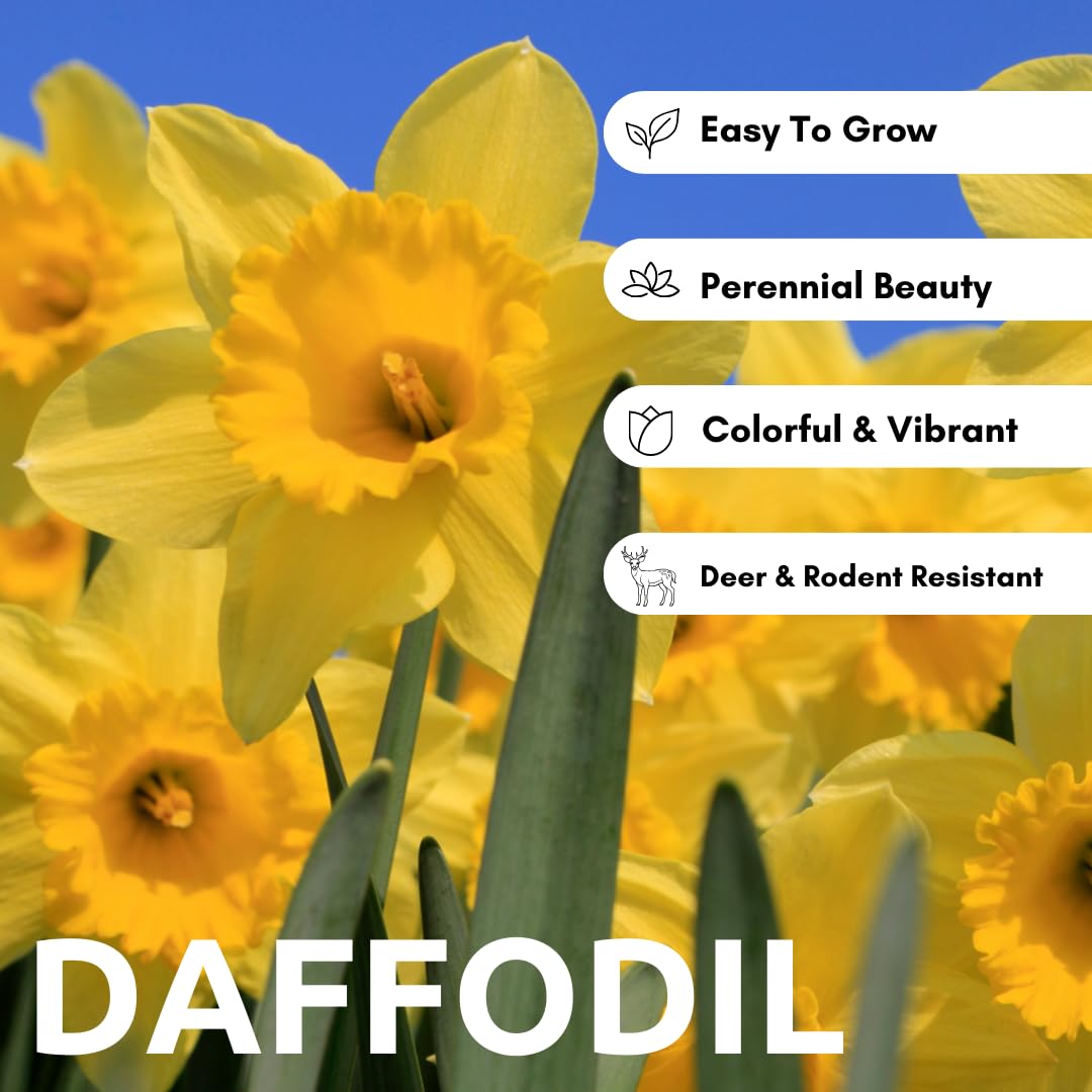 Large Flowering Mix Daffodil Bulbs for Planting, Stunning Perennial Flower Bulbs, Borders, Garden, Landscaping, Bulb Size 12/14 cm, Large Flowering Daffs (50 Bulbs)