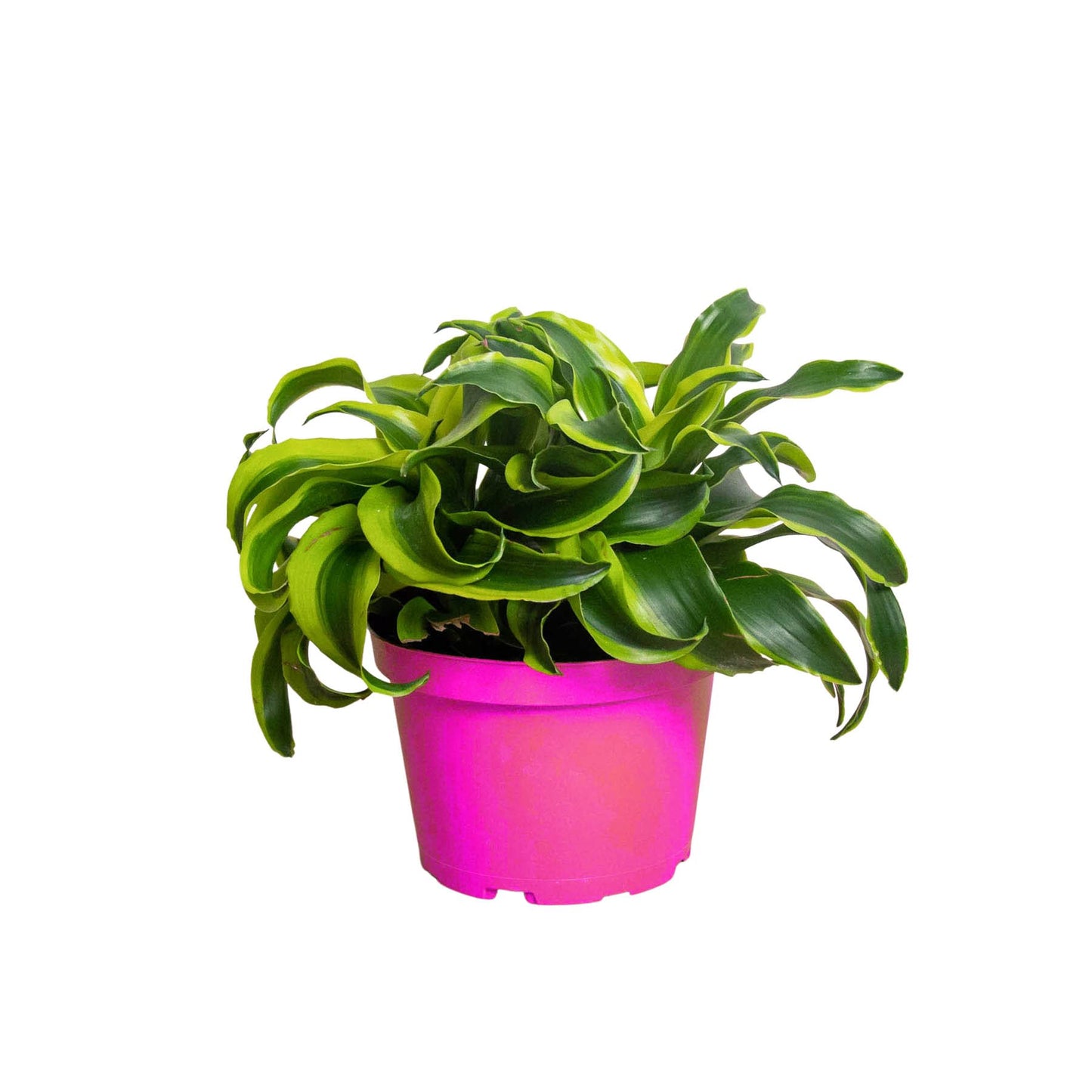 Dracaena 'Tornado' in 6in Pot - Live Plants Tropical Houseplants | Variegated | USA Growers | The Snobby Leaf