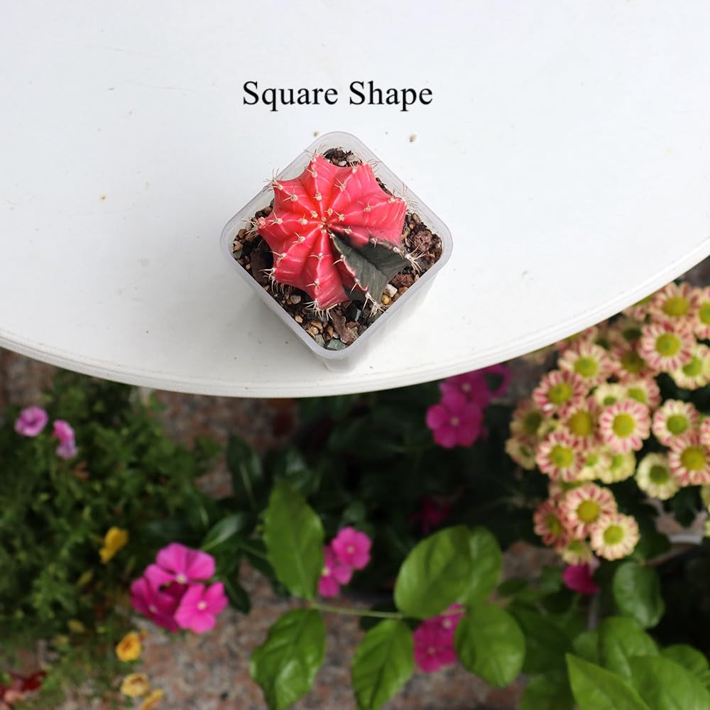 BangQiao 120 Pack 2.40 Inch Small Clear Plastic Square Nursery and Seedling Pot, Deep Transplant Seed Starter Planter with Drain Hole for Germination, Herb, Succulent