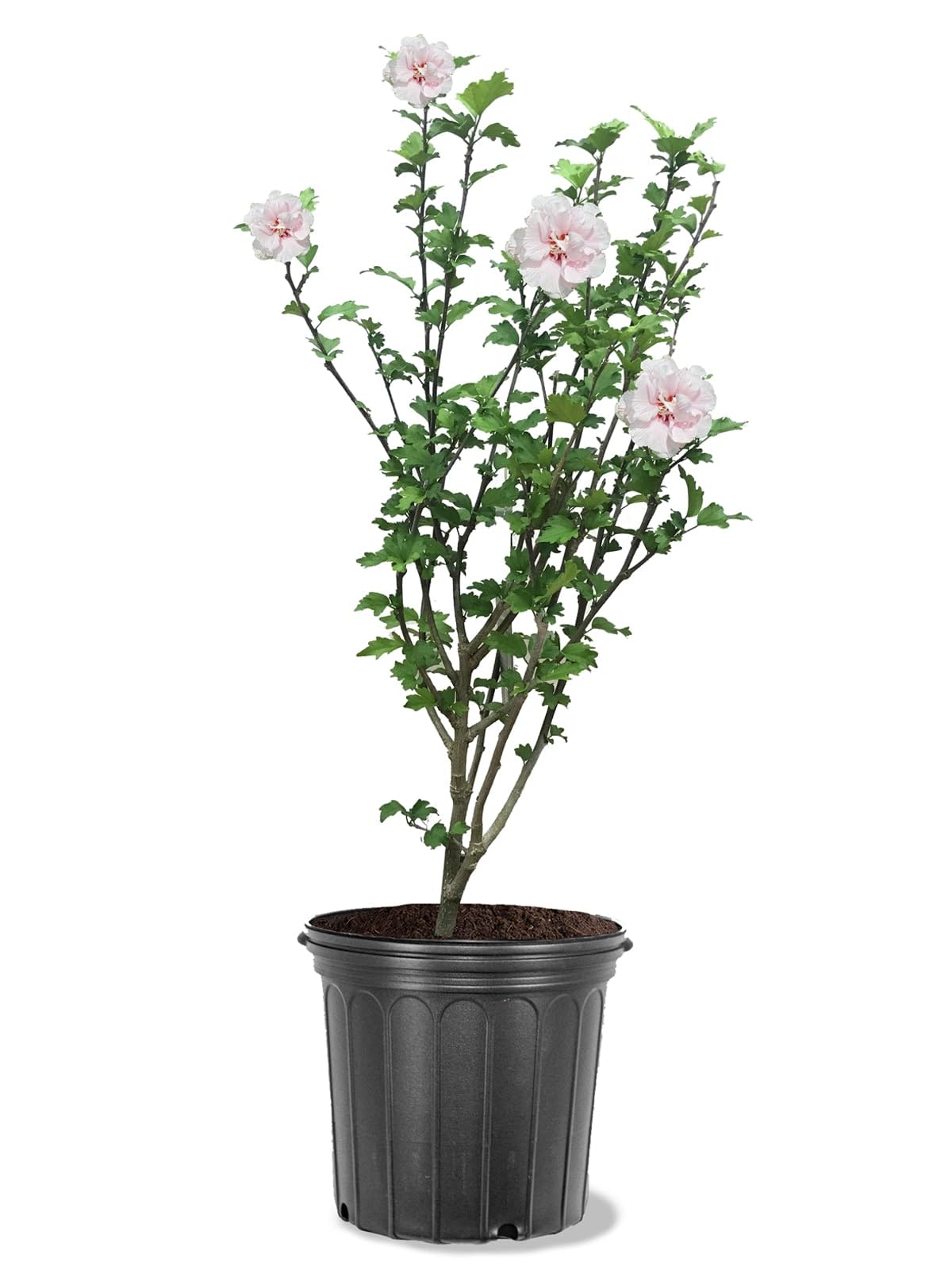 Bob’s Supreme Camellia – Evergreen Flowering Shrub with Large Red Blooms, Hardy Garden Plant for Borders, Containers & Landscapes (3 Gallon/Potted/Set of Two)