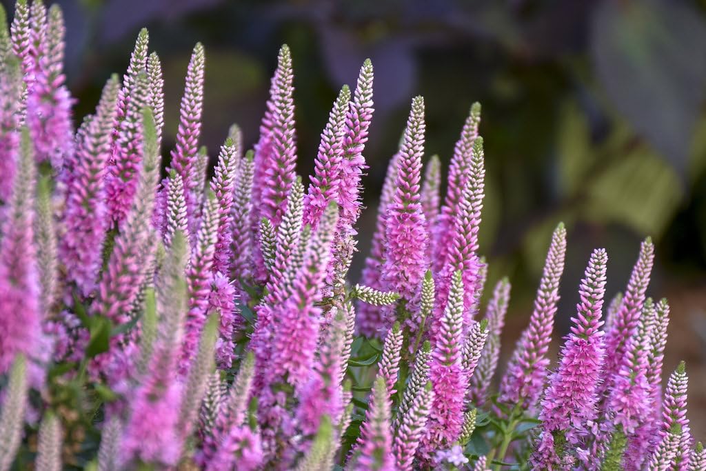 Live Plant from Green Promise Farms - Proven Winners, Veronica Magic Show 'Pink Potion' Spike Speedwell, Pink Flowers - #1 Gallon Size Container
