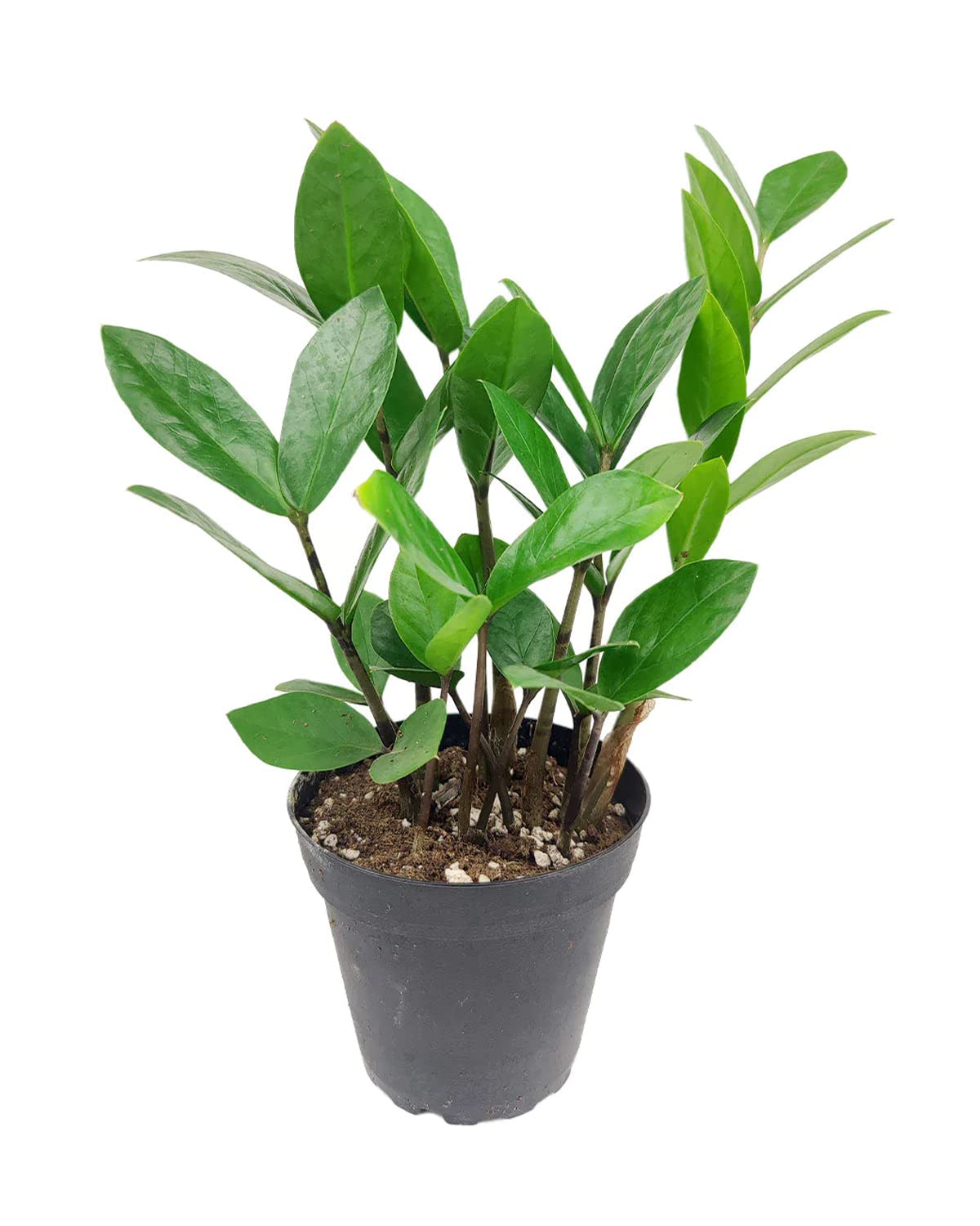 ZZ Plant (6" Grower Pot) - Low Light and Healthy Houseplant - Easy to Care, Easy to Grow Plants for Beginners - Live Healthy Houseplant for Home Office Decoration - Air-Purifying Indoor Plant