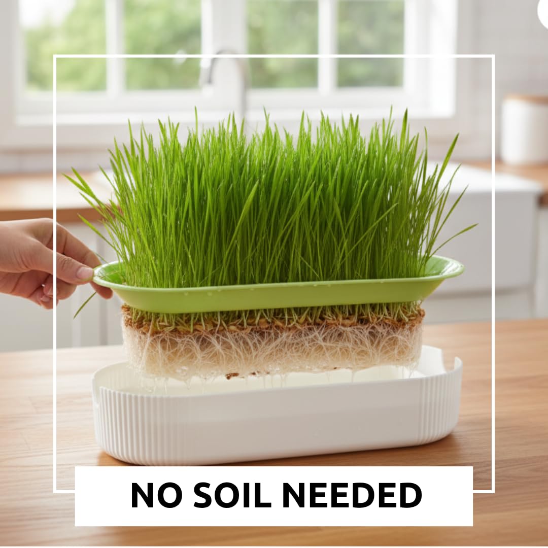 Hydroponic Cat Grass Grow Kit for Indoor Cats - Cat Lover Gift - New Pet Present - Grow Container and 2 Oz Cat Grass Non-GMO Seeds - No Soil or Tools Needed - Modern Look - Loved by Pets