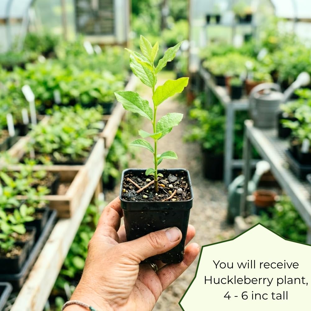 Huckleberry Plant Live, Huckleberry Bushes Live Plant, 5 Inches Pot, 4-6 Inc Tall, Sweet Edible Berries, Hardy Fruit Shrubs for Patio and Outdoor Garden