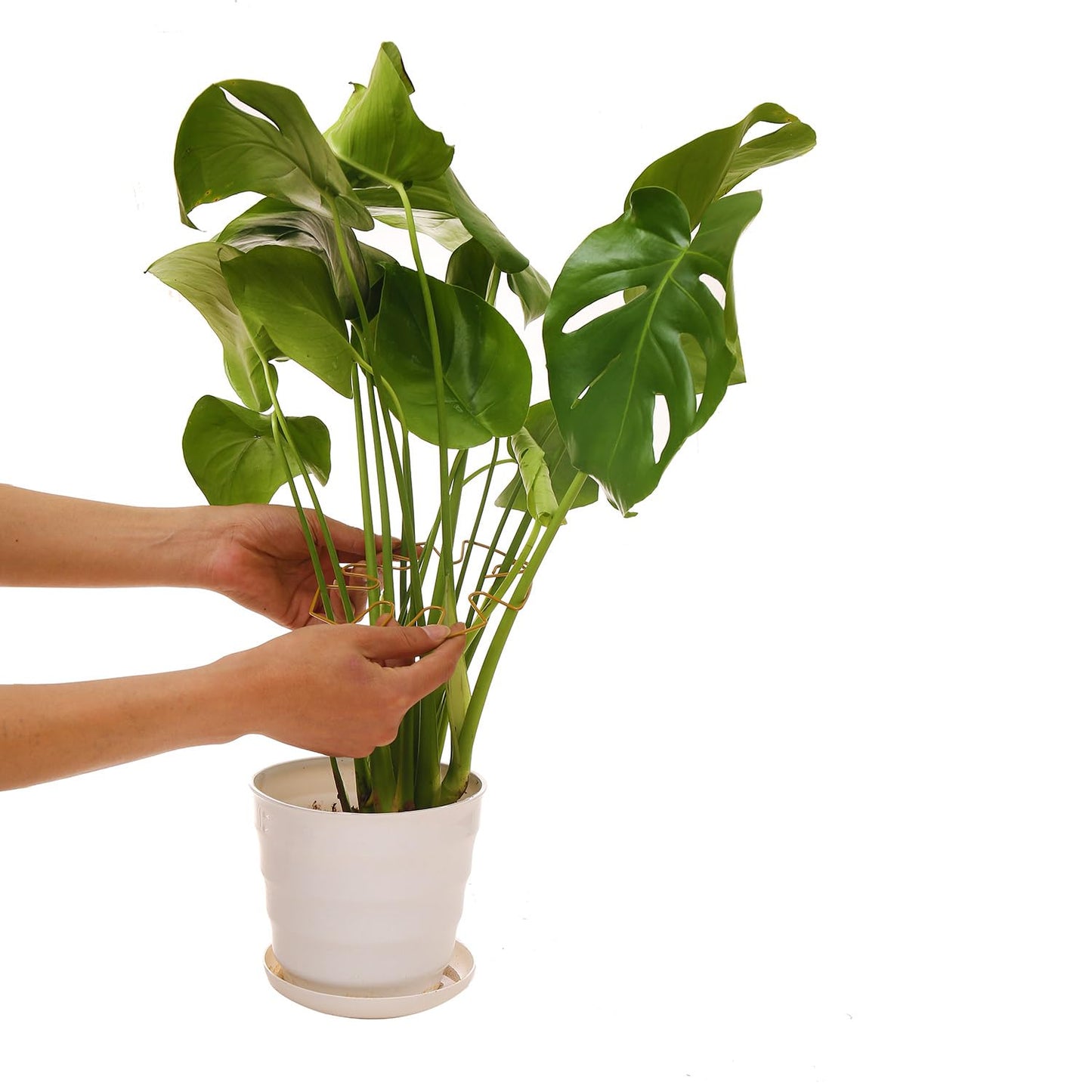 Spiritlele 5 Pcs Golden Plant Stem Support Holder Set Monstera Plant Support Clamp Growth Accessories for Indoor Plants Small
