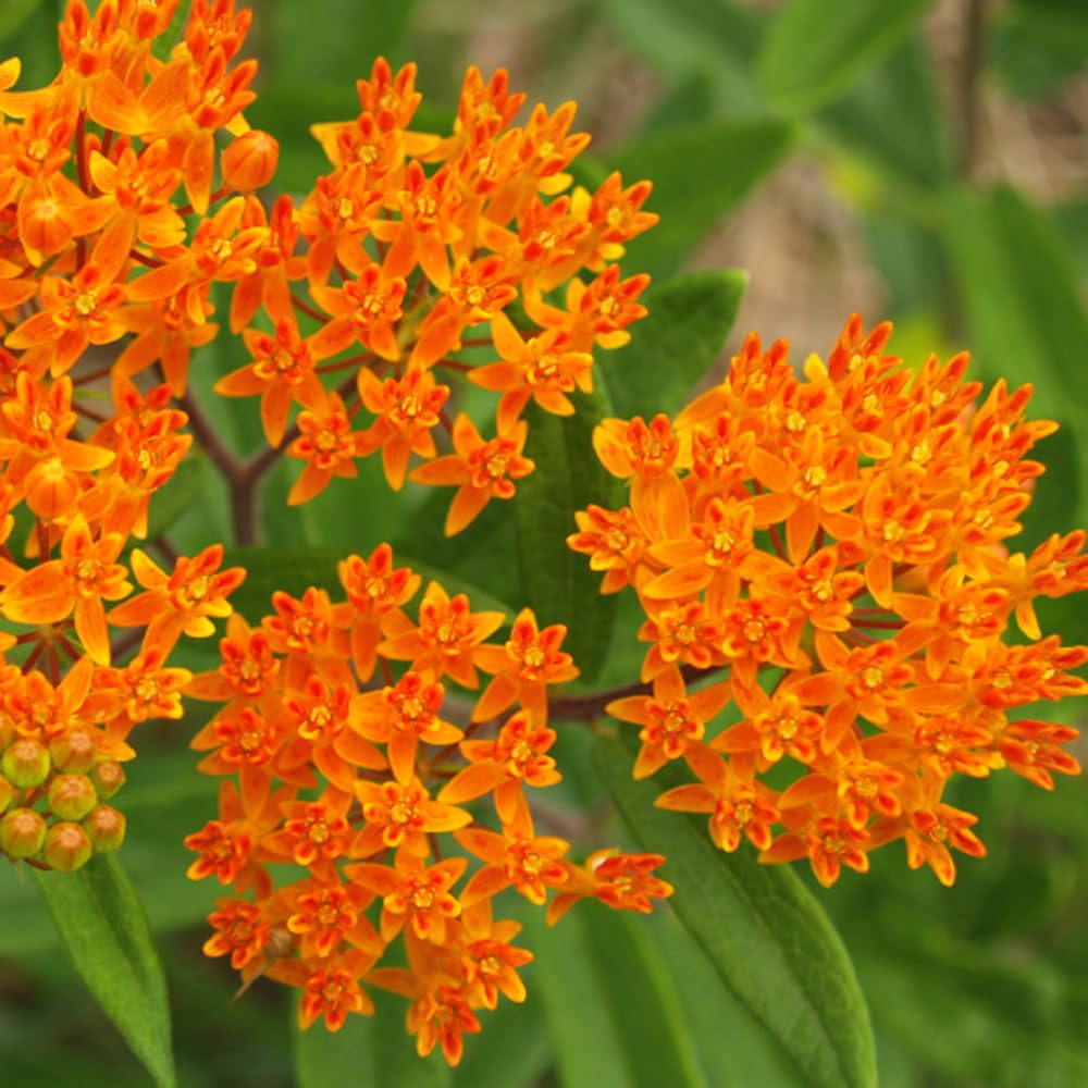 Complete Sunny Perennial Pollinator Flower Bulb Garden - 25 Bulbs for 50 Days of Continuous Blooms (Summer Color from July Through October) - Easy to Grow Summer Planting Bulbs by Willard & May