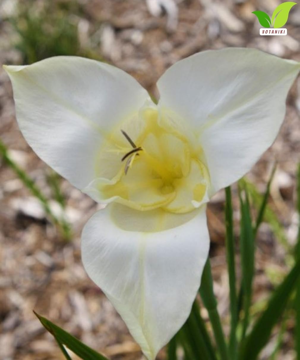 Votaniki Tigridia Pavonia Alba Immaculata Bulbs White Mexican Shell Flower Summer Bloom Garden Plants Cut Flower Use Sun to Part Sun Outdoor Planting (Pack of 25)