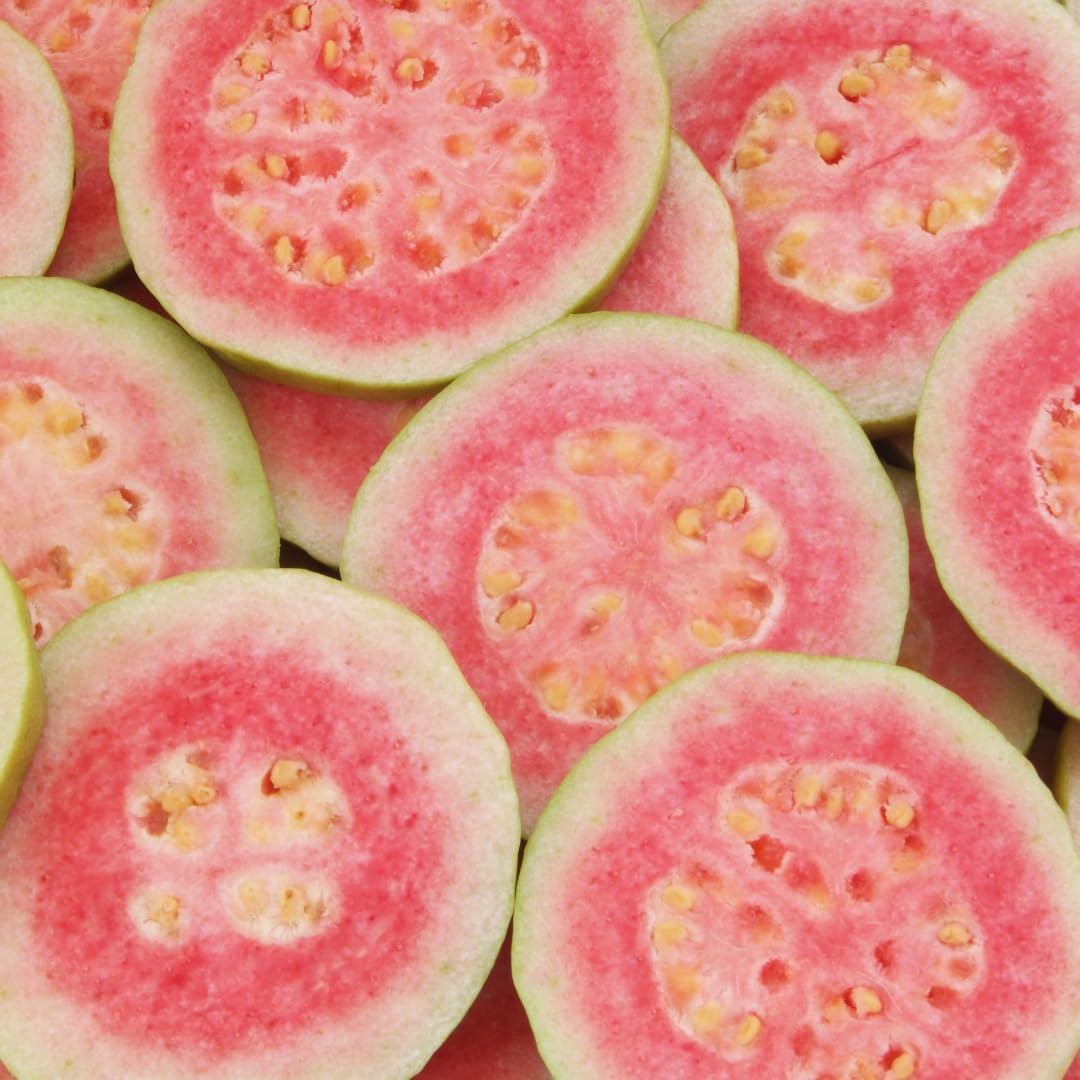 Pink Guava Tree Live Plant, 3 to 6 Inc Tall, Well Rooted, 4 Months Old Guava Tree Seedling, Fragrant Guava for Planting, Cold Hardy