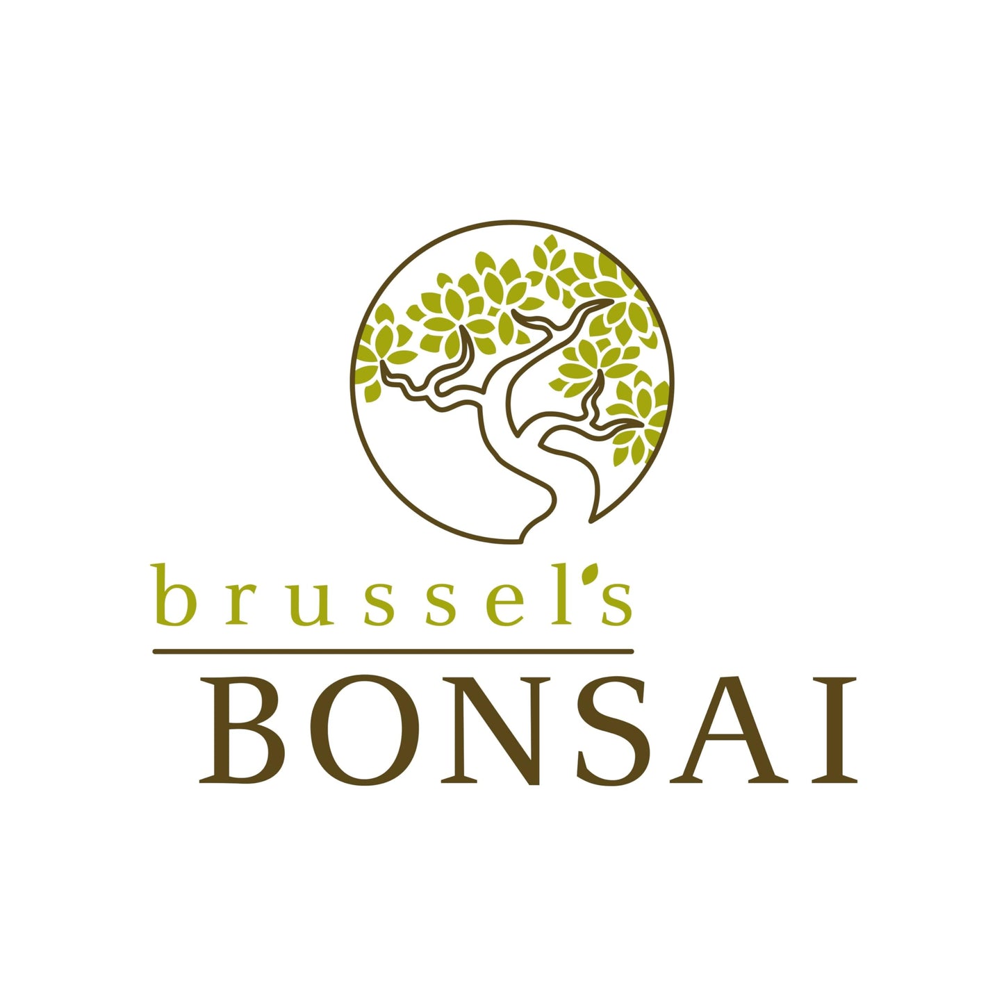 Brussel's Bonsai Live Dwarf Jade Bonsai Tree, Indoor - Medium, 4 Years Old, 8 to 12 Inches Tall - Decorative Water Bonsai Pot with Bonsai Tray