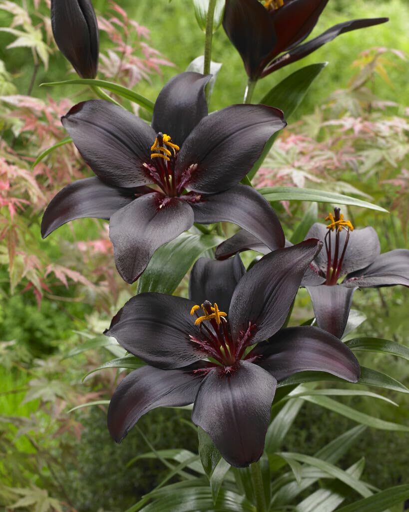 Black Lily Bulbs for Planting - Beautiful Dark Liliums with Big Blooms (1 Bulb)