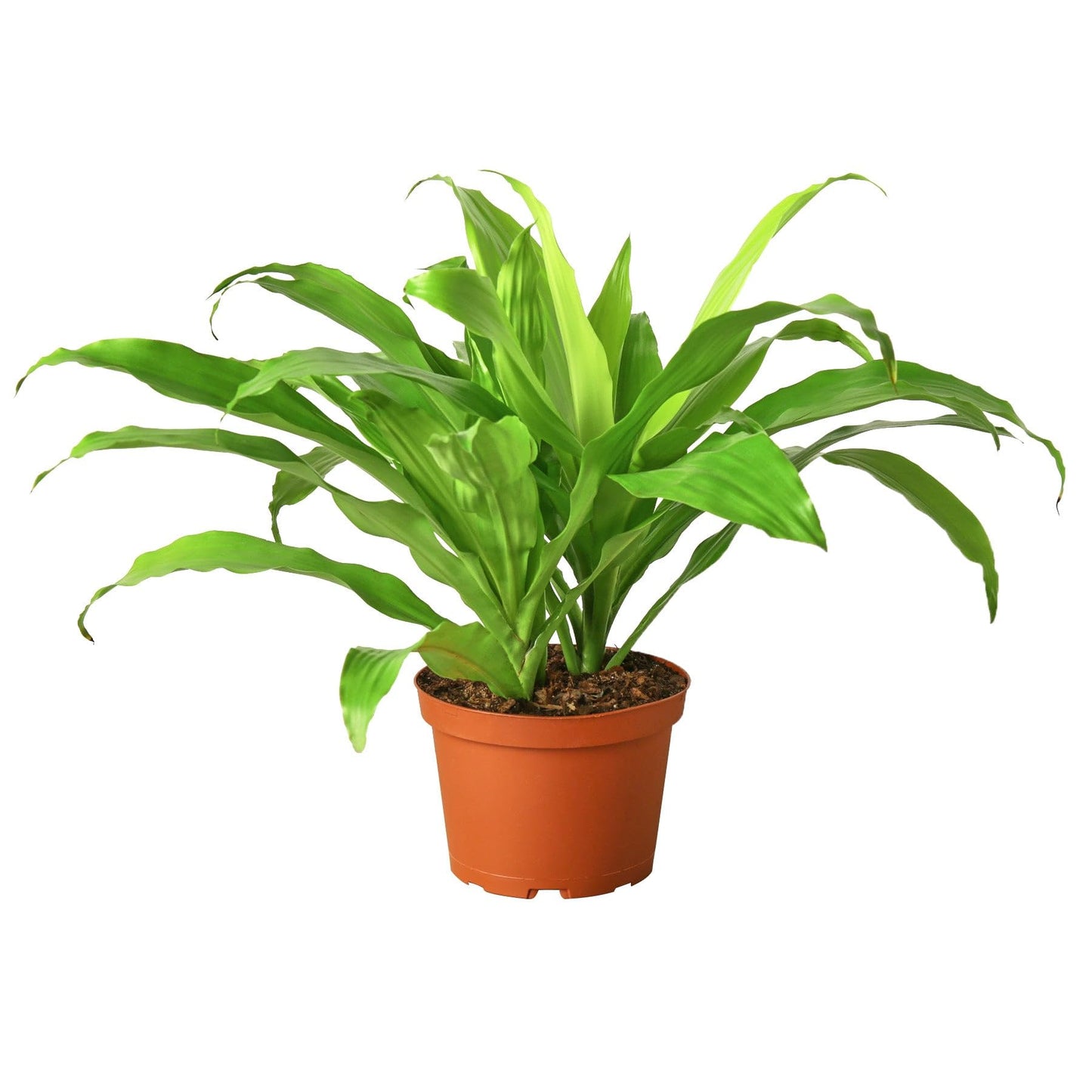 3 Pack Dracaena 'Lime Light' in 6in Pot - Live Plants Tropical Houseplants | Variegated | USA Growers | The Snobby Leaf