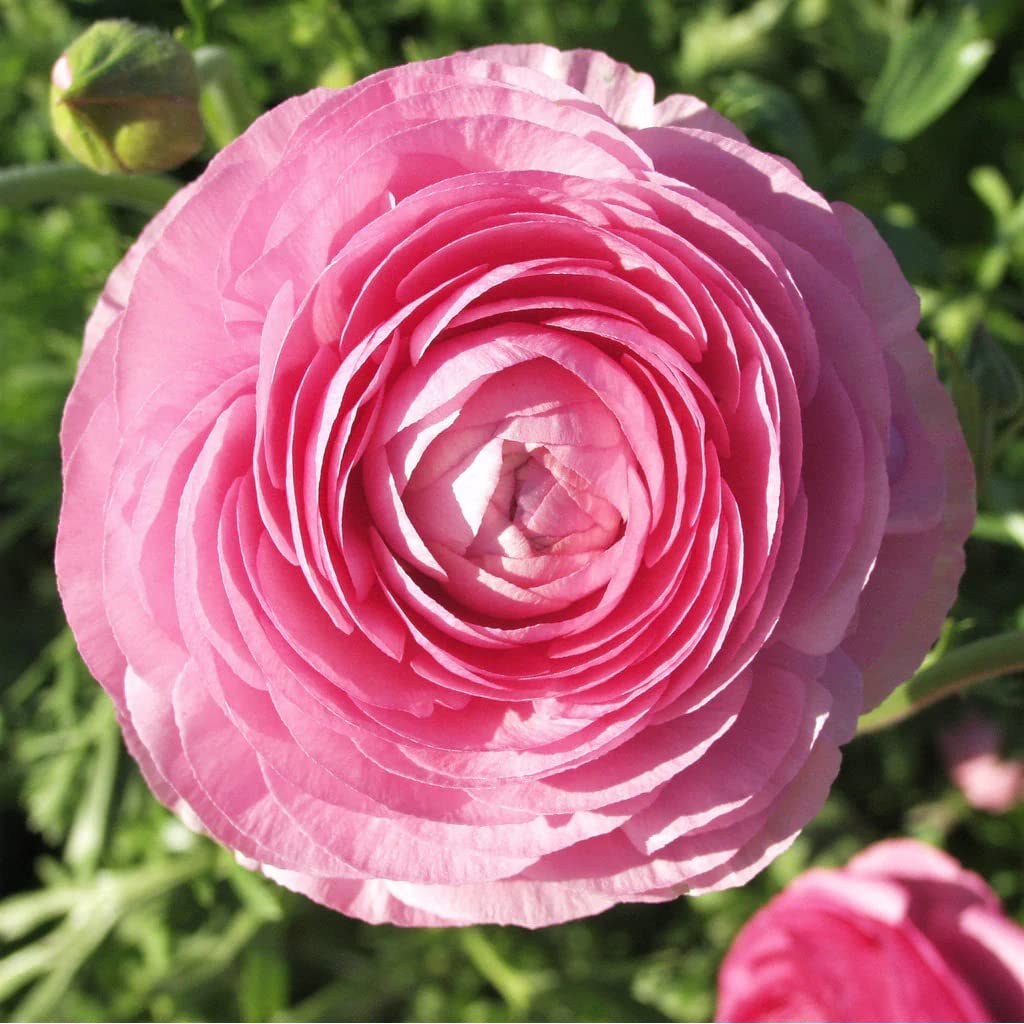 25 Pink Ranunculus Bulbs for Planting - Buttercup Flower Bulb Value Bag - Plant in Gardens, Containers & Flowerbeds - Easy to Grow Fall Perennial Flowers Bulbs by Willard & May