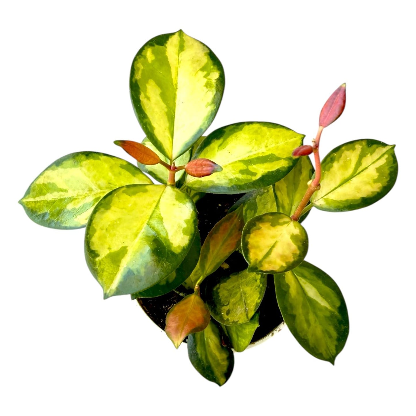 Hopewind Plants Shop Hoya Australis Lisa, Pet Friendly, Live Indoor Plant, Very Unique and Easy to Care Live Plant in 4 inch Pot