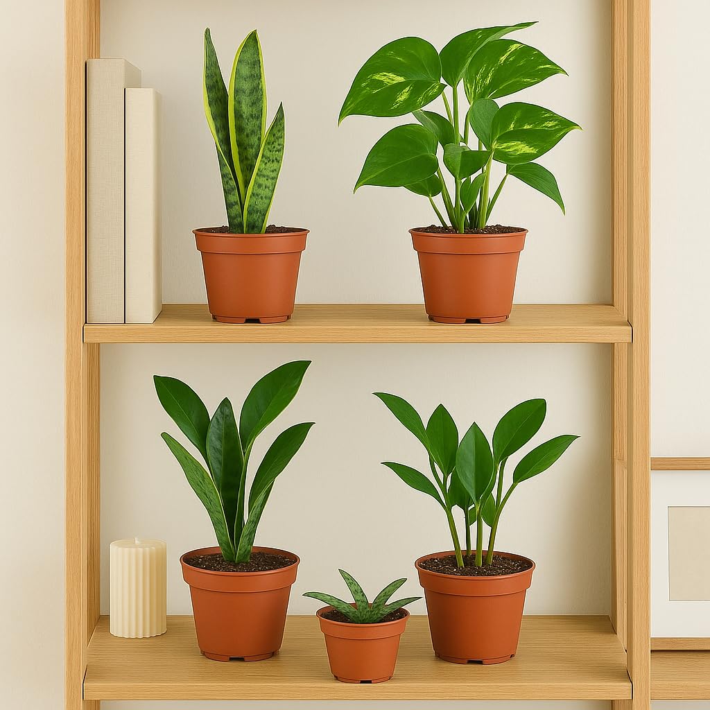 Generic Easy Care Variety Bundle (4 Pack) in 6"" Pot | Live Plant for Indoor | House Plant Decor for Living Room, Office, Bathroom | 12"" - 22"" Tall