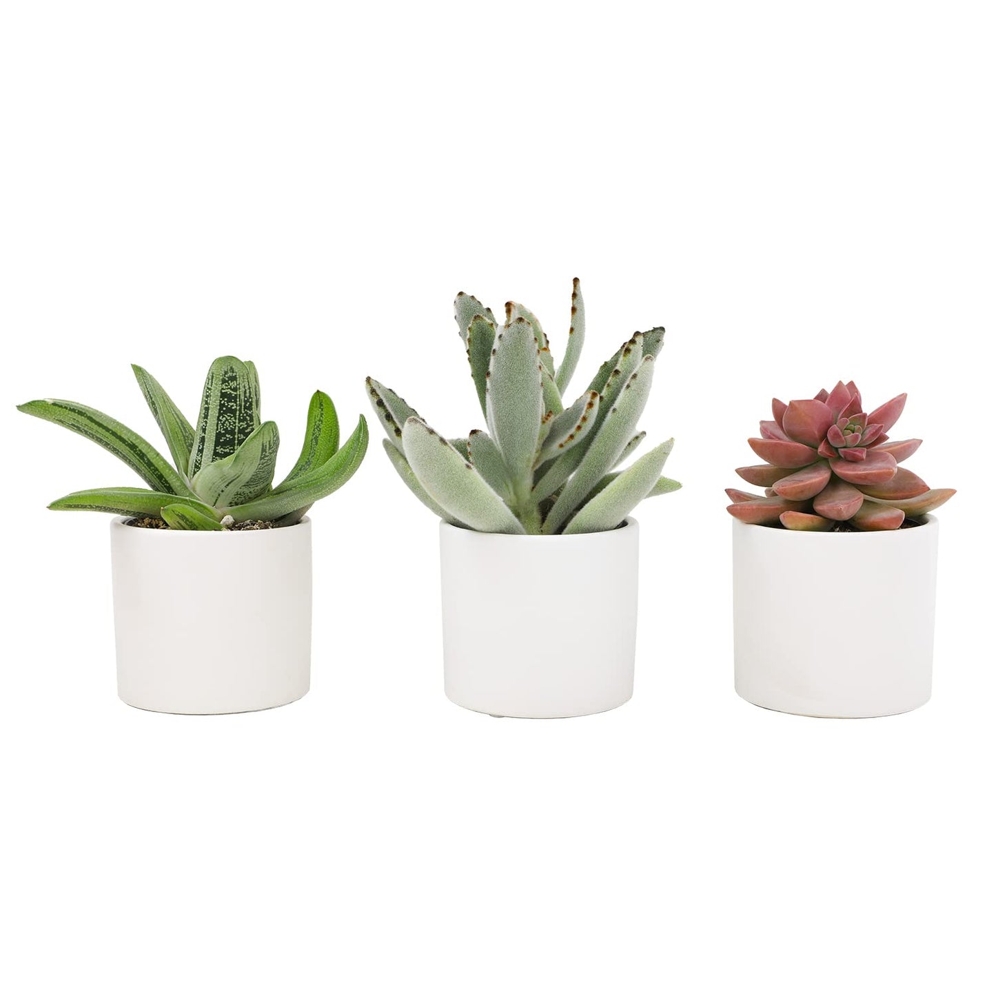 Plants for Pets Succulents (3 PK), Live Succulent Plants in White Pots, Mini Succulents Plants, Unique Gardening Gifts for Plant Lovers