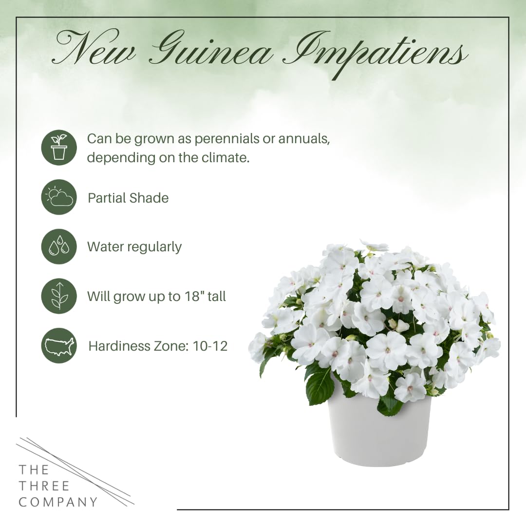 Live Flowering New Guinea Impatiens - White (2 Plants Per Pack), Beautiful Shade Flowers, 12" Tall by 5" Wide in 1 Qt Pot