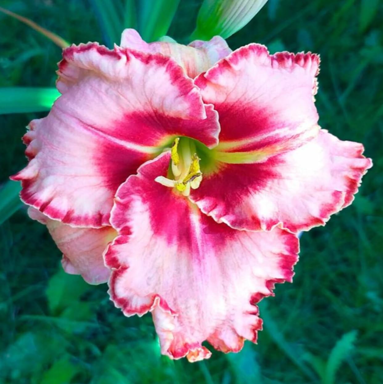 Lipstick and Lies Daylily Bulbs for Planting – Pink and Red Bi-Color Hemerocallis Perennial Flower – Hardy Summer Blooming Garden Lily – Easy Care Outdoor Flower Bulbs (5 Bulbs)