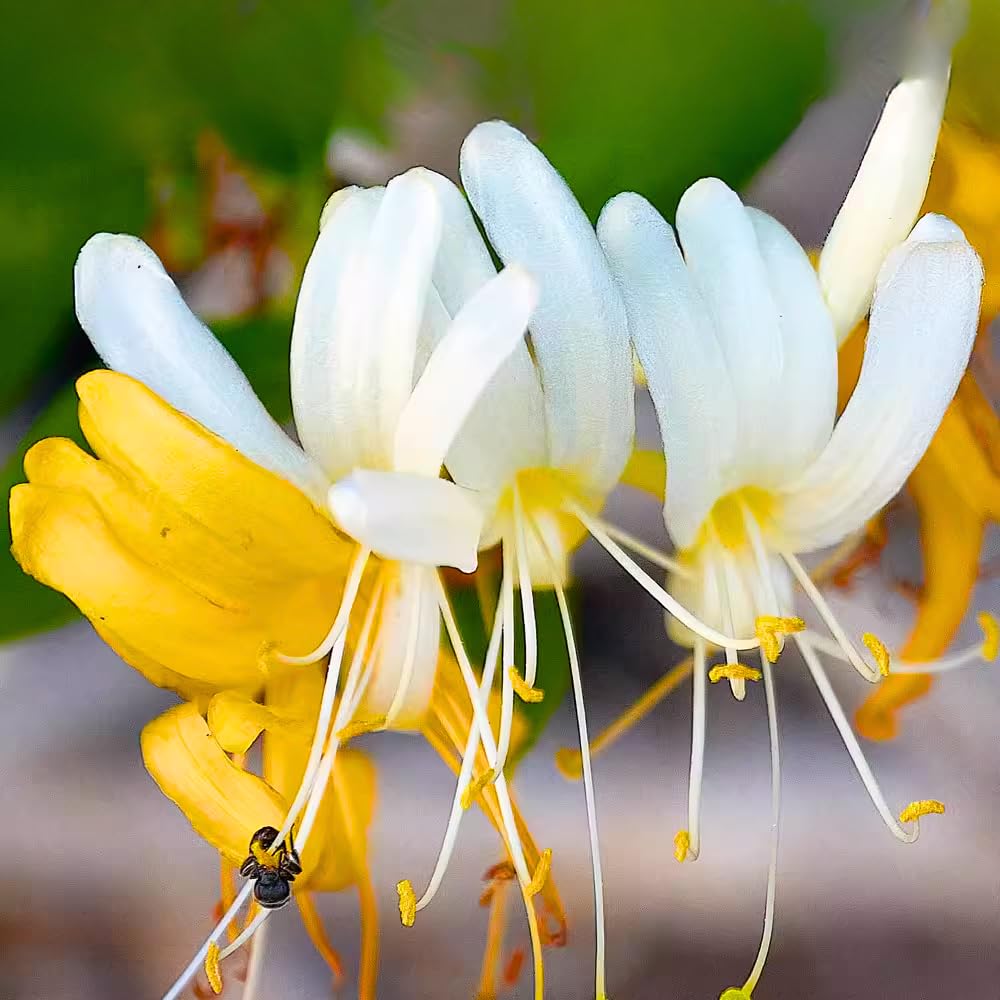 Fragrant White Yellow Climbing Honeysuckle Plant Live Vine, Lonicera Perennial Honeysuckle Plants 5 to 9 Inches Tall