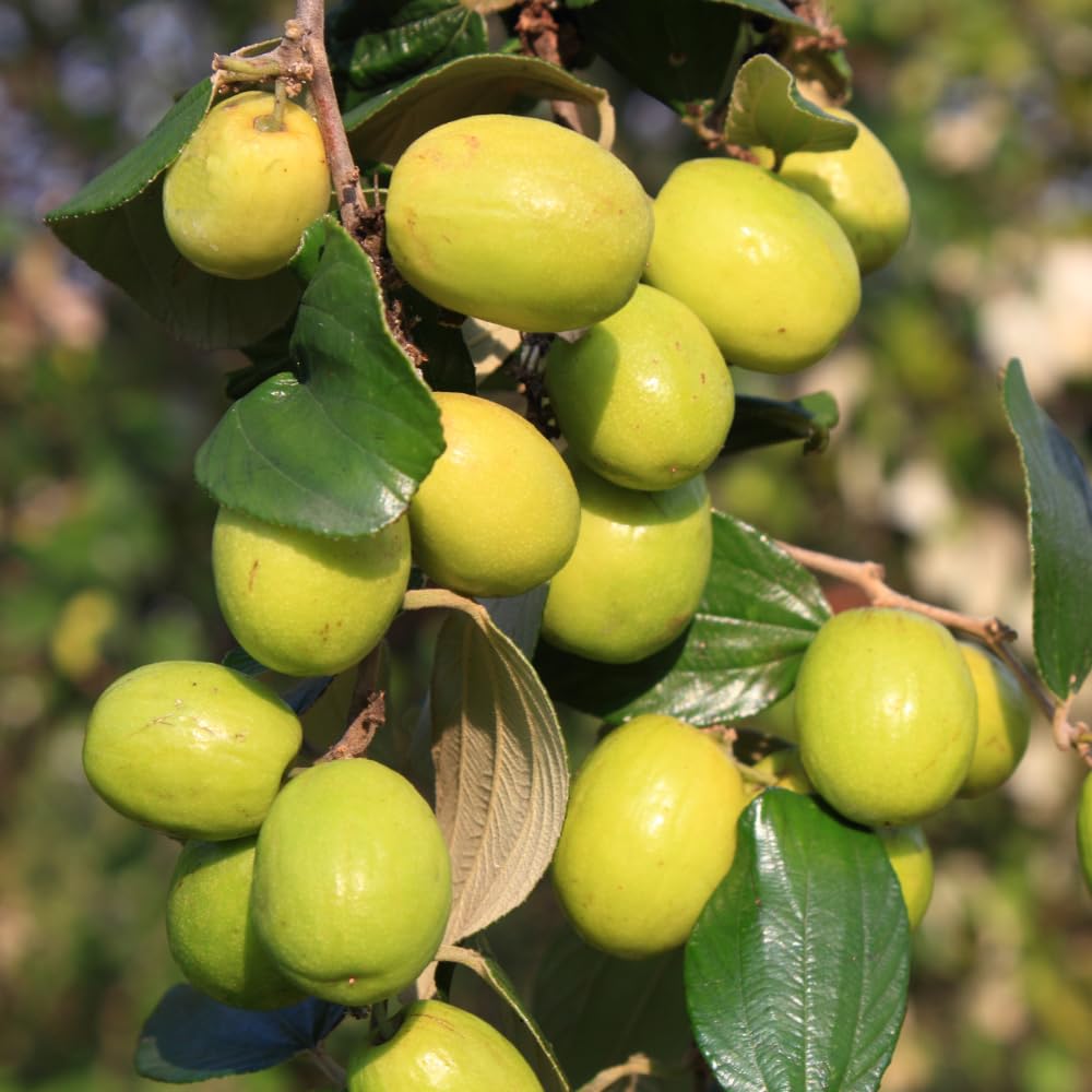 Thai Jujube Tree Live Plant in 3 Gallon Container, Sweet Apple Date Tree, 2 Feet Tall, Hardy and Perennial, No Ship to CA