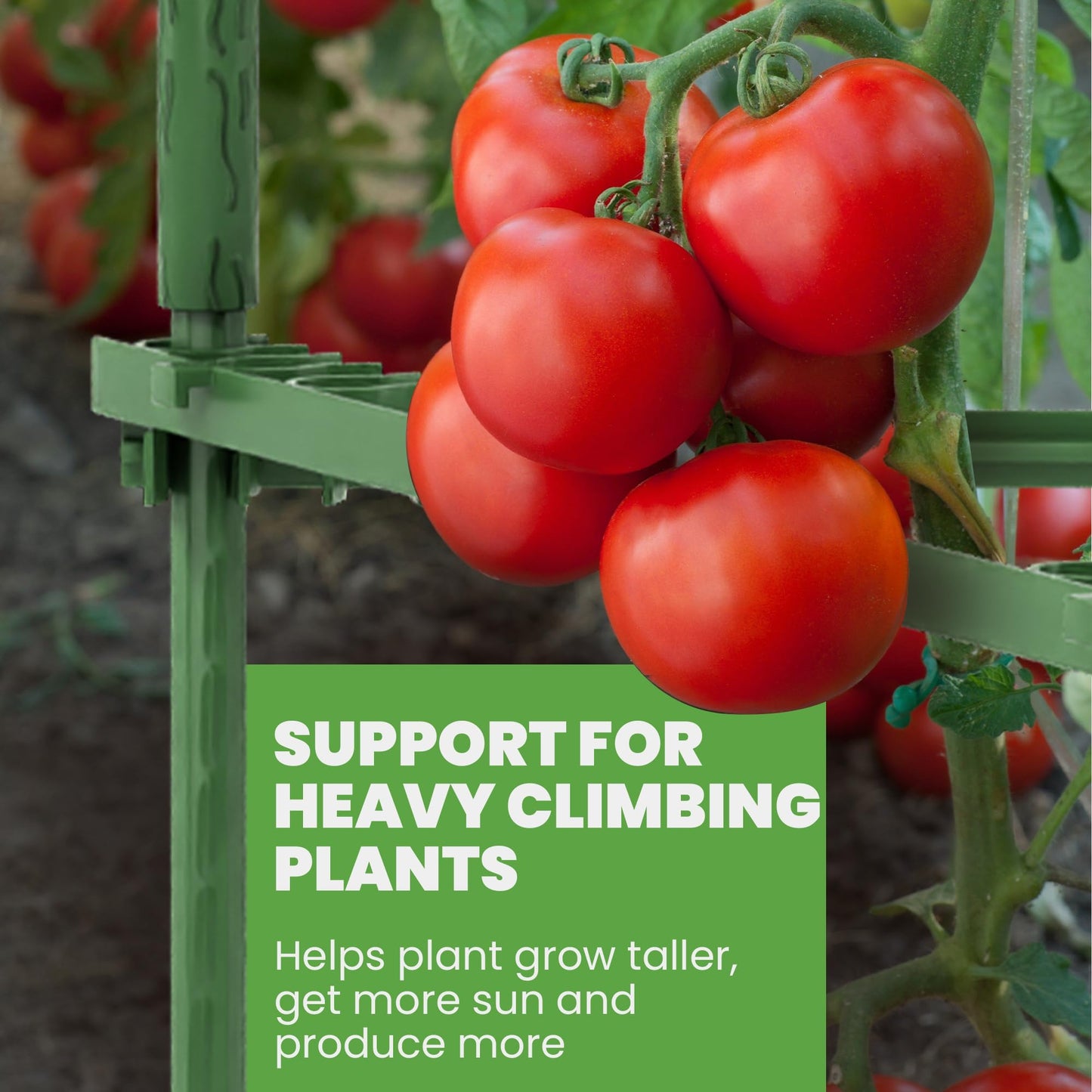 Tomato Cage Premium - Large Trellis Stakes and Plant Support Structures for Vegetables and Climbing Plants - Tall Tomato Cages for Garden, Pots, Raised Garden Bed Outdoor (1 Pack - Up to 63")