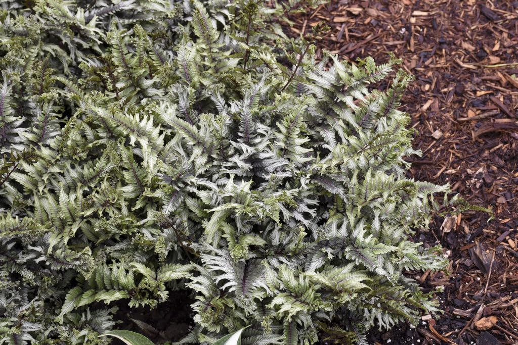 Live Plant from Green Promise Farms - Proven Winners, Athyrium niponicum 'Crested Surf' Japanese Painted Fern, Silver/Green FOL. Flowers - #1 Gallon Size Container