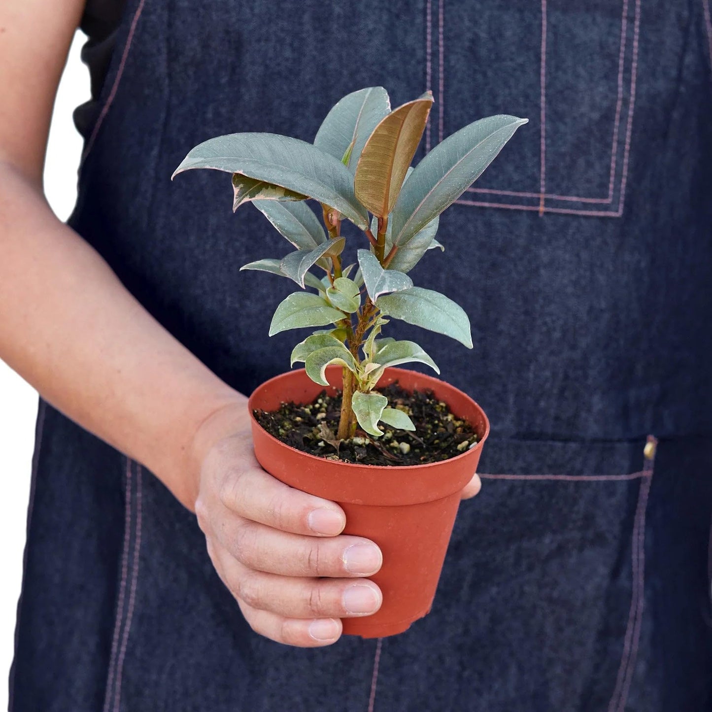 3 Pack Ficus Elastica 'Tineke' in 6in Pot - Live Plants Tropical Houseplants | Variegated | USA Growers | The Snobby Leaf