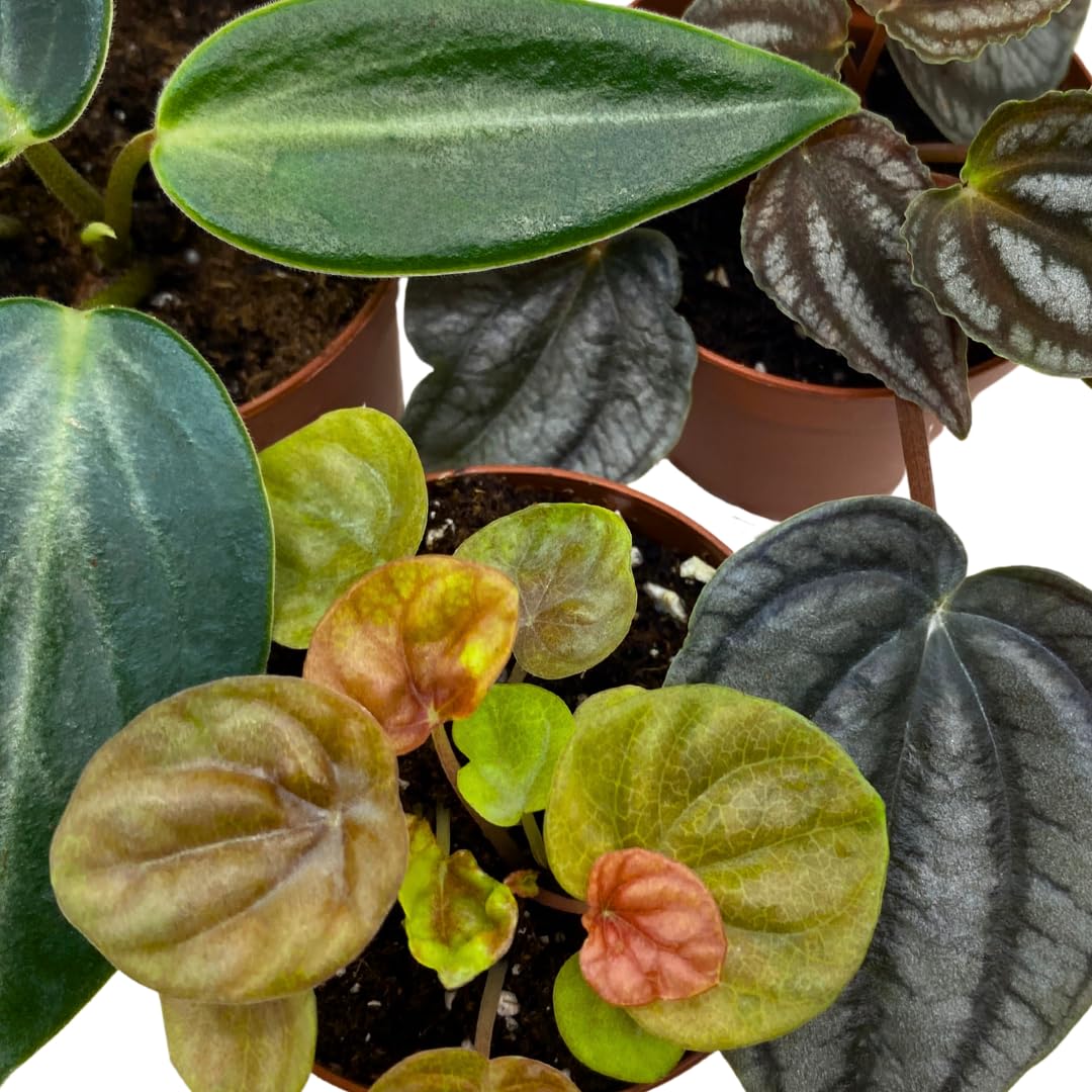 Harmony Foliage Rare Peperomia Premium Assortment Set of 3 in 2 inch pots
