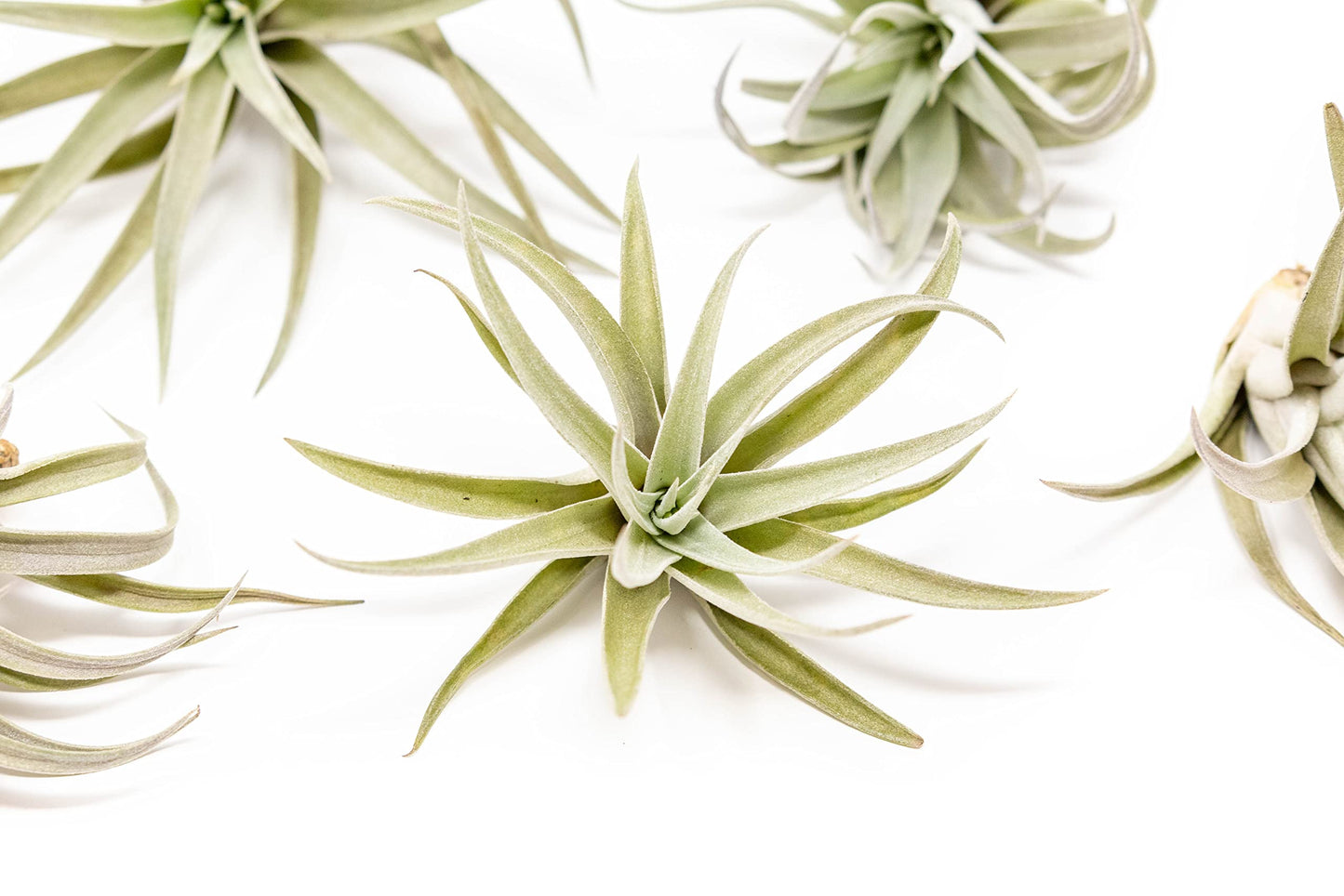 25 Pack Air Plants The Inca Collection - Live Succulent House Plants - Available in Wholesale and Bulk - Home and Garden Decor - Easy Care Indoor/Outdoor Air Plant