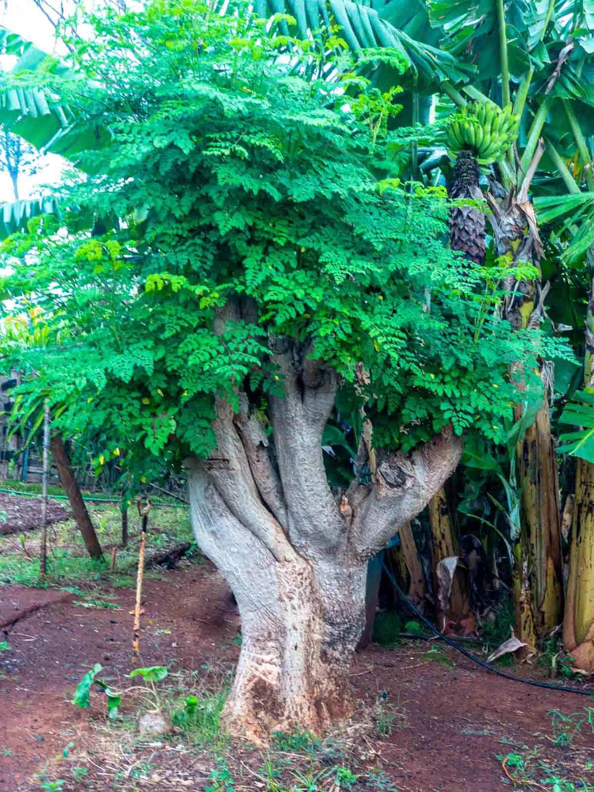 Dwarf Moringa Tree Live Plant in Half Gallon Pot, Well-Rooted Drumstick Malunggay Plant Live, Oleifera Moringa Horseradish Planting Outside