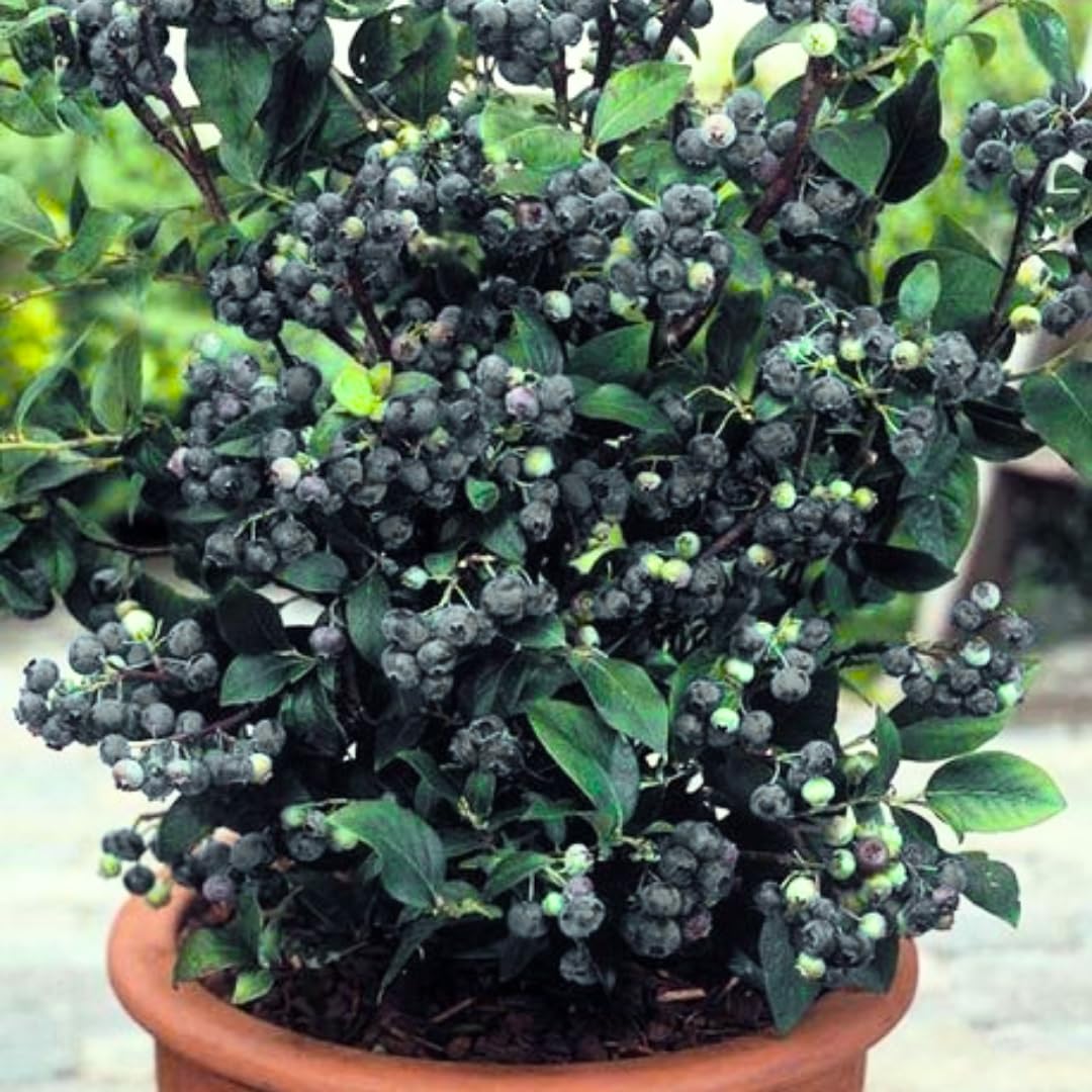 2 Black Huckleberry Bushes Live Plants, Well Rooted Huckleberries Fruits, 4'' Pot, Indoor Outdoor Growing