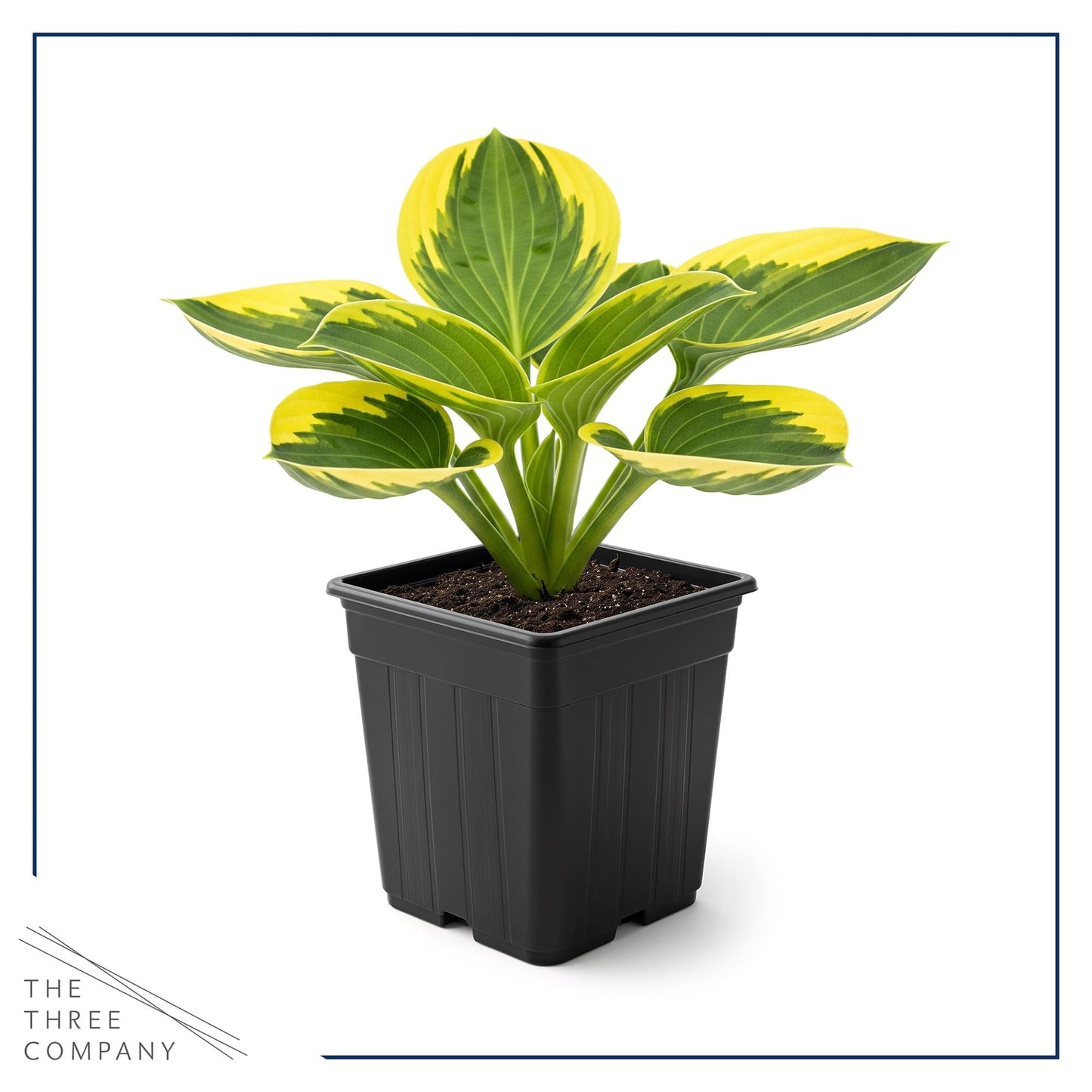Live Perennial Hosta - Queen Josephine (3 Plants Per Pack) Beautiful Accent Plant, 10" Tall by 4" Wide in 1 Qt Pot