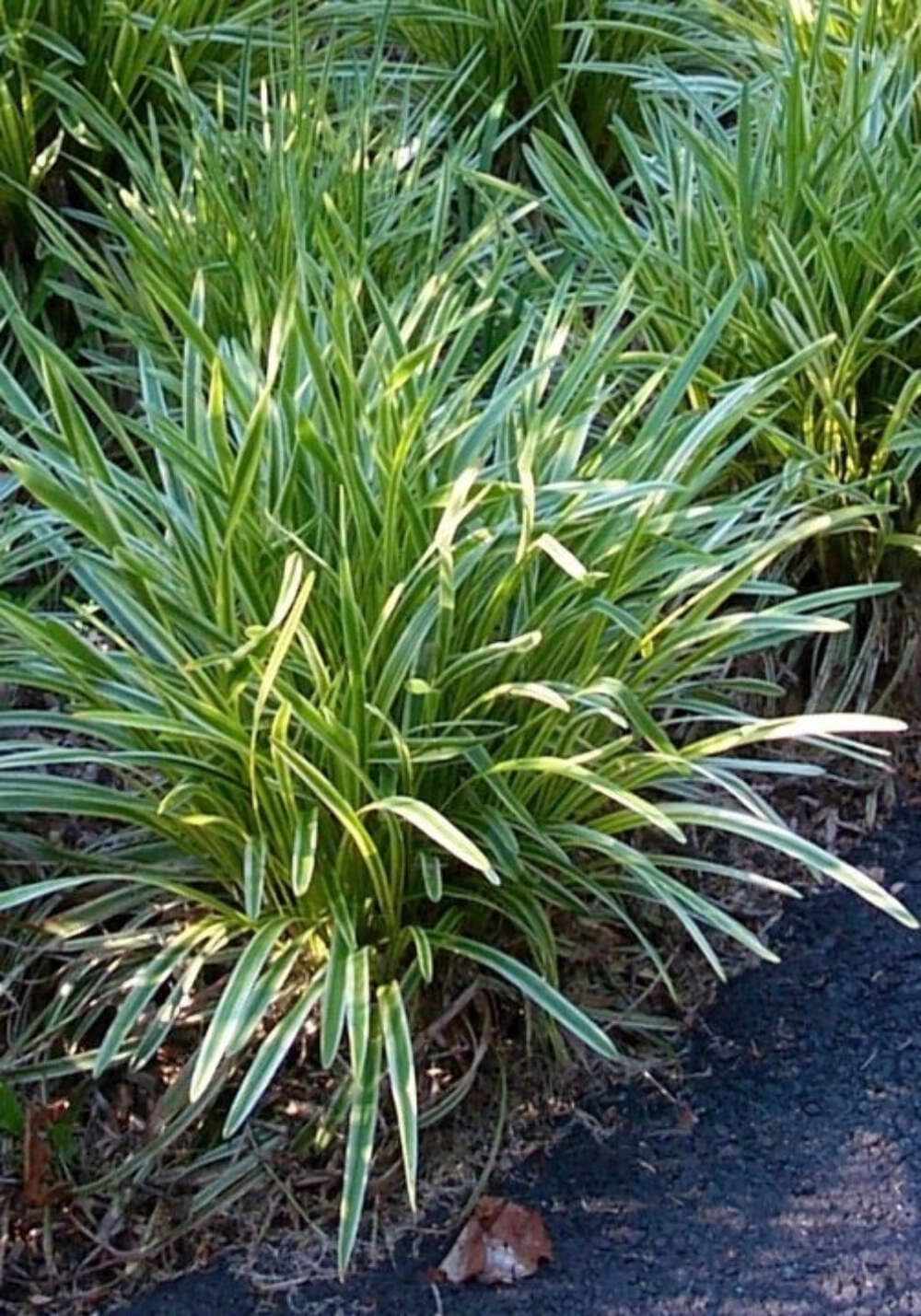 Perennial Farm Liriope M. 'Variegata' (Variegated Lilyturf) – Ornamental Grass in 4 Inch Pot, Lilac-Purple Flower Spikes, Variegated Green & Cream Foliage, Shade Tolerant, Great for Borders & Edging