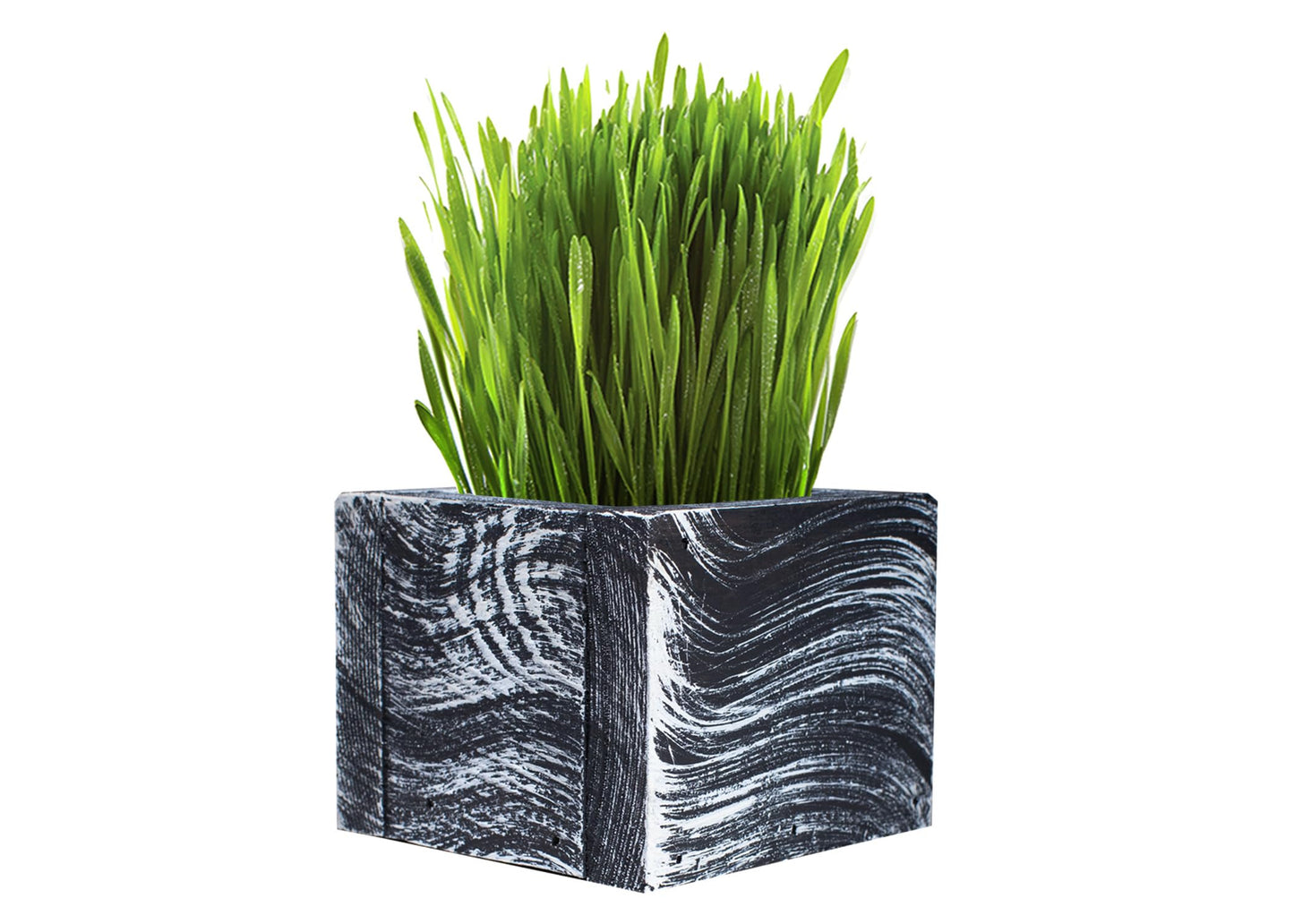 Cali Kiwi Pros Cat Grass for Indoor Cats - Christmas Organic Cat Grass Kit: 4.25" Square Planter with Organic Seeds, Soil Pucks, Hand Made in the USA (Green Gold)