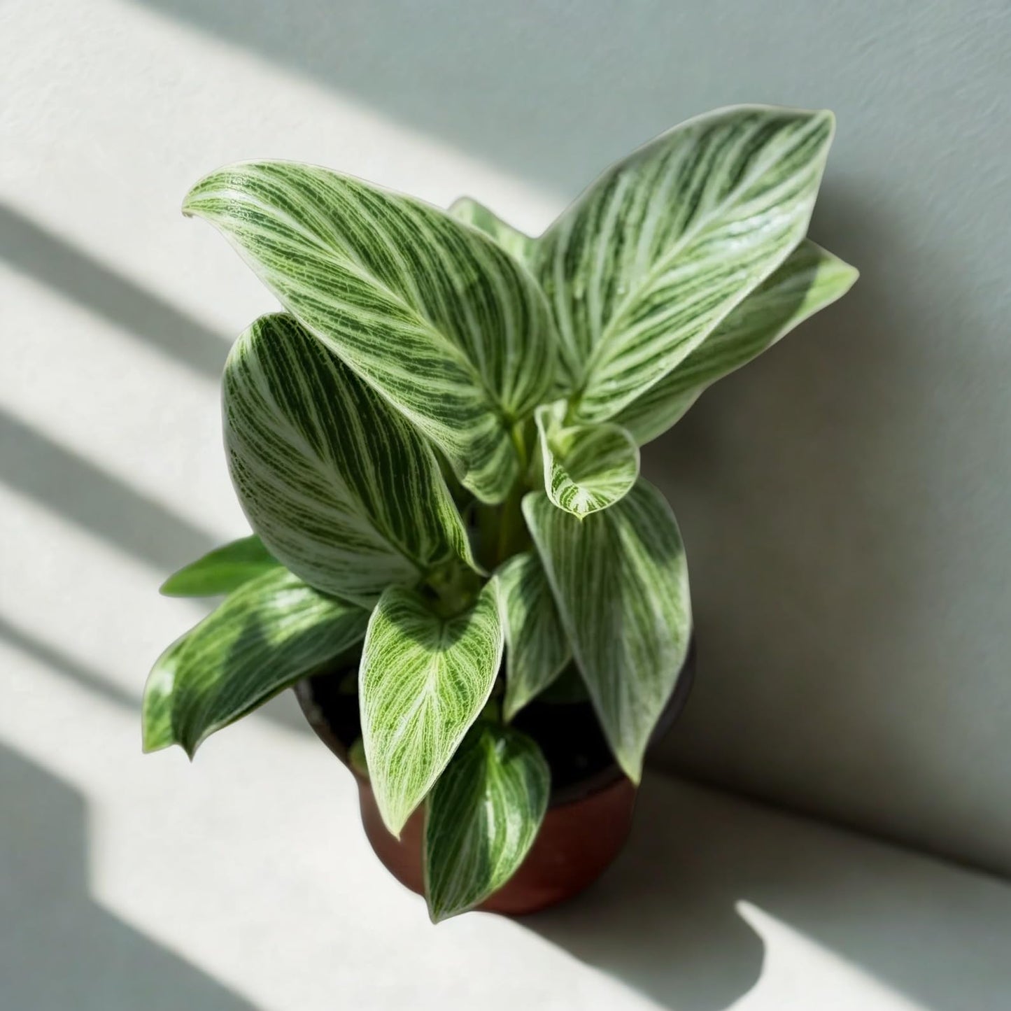 Philodendron Evian Live Plant – Rare Variegated Philodendron with Stunning Green Foliage – Fully Rooted Indoor Tropical Houseplant – Perfect for Home Decor & Unique Plant Gifts (Heat Pack Included)
