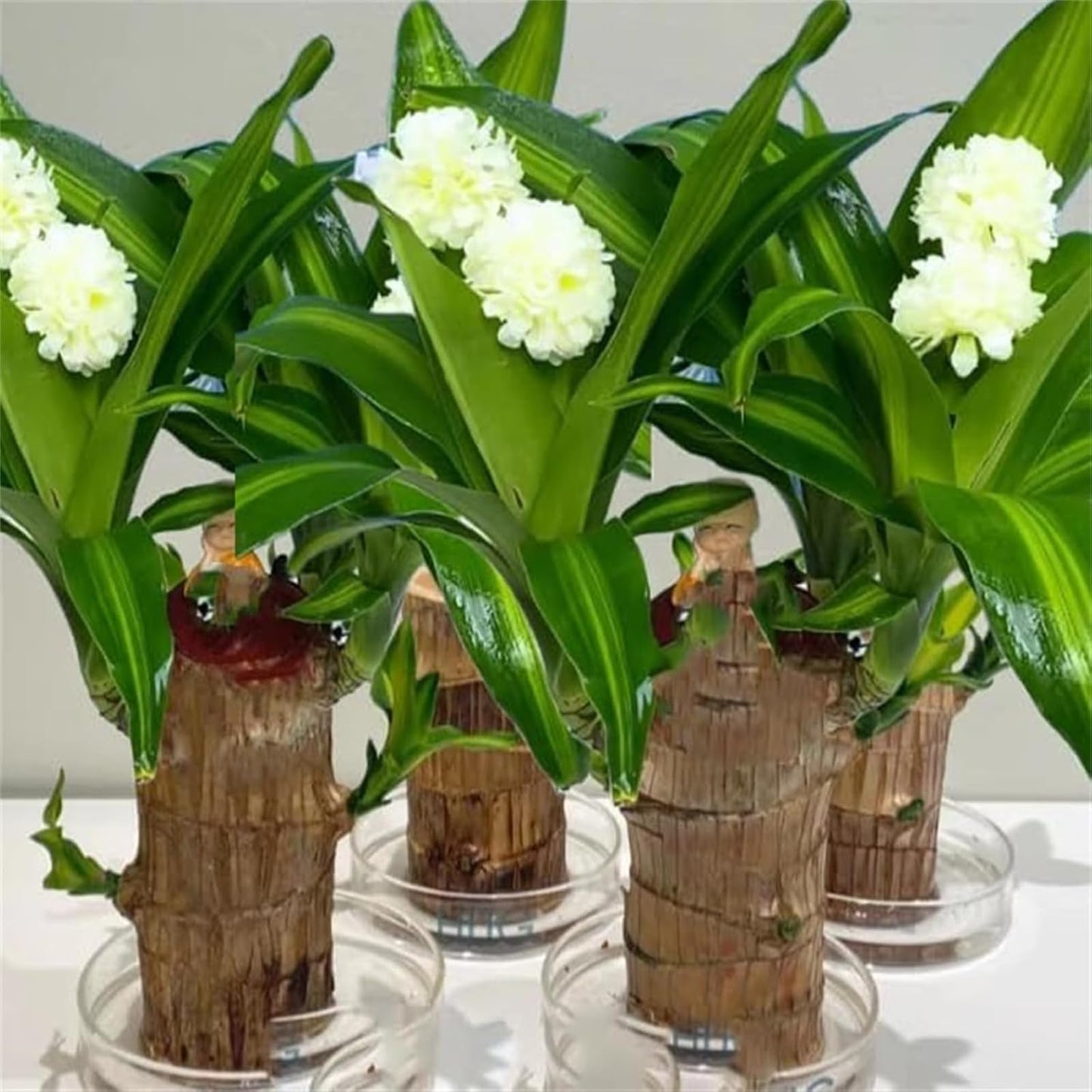Brazilian Lucky Wood Plant,Brazilian Wood Doesn't Need to Wait to Sprout, Natural Air Cleaner, Suitable for Home Office Desk Decor (Gray)