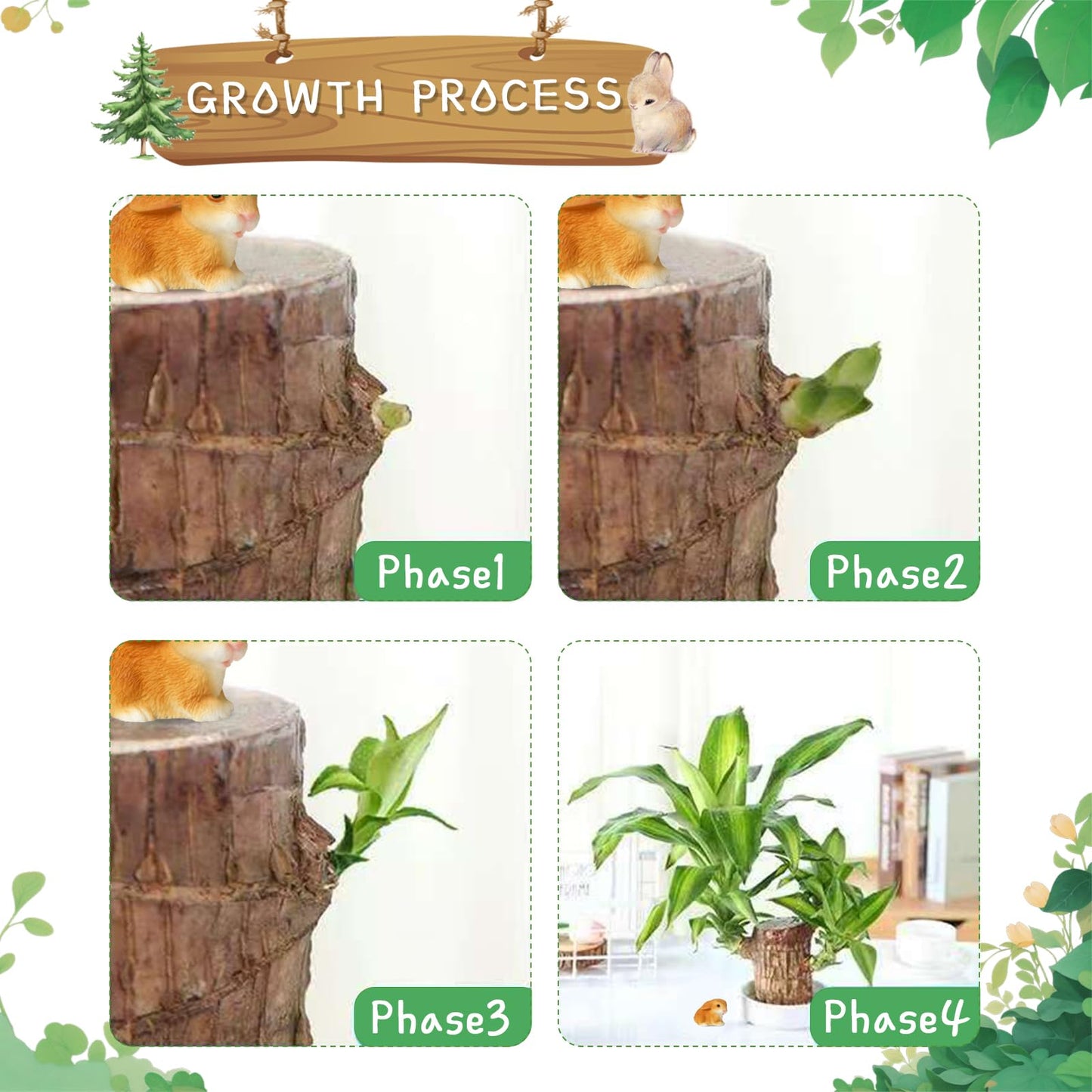 Brazilian Lucky Wood Plant,Fortune Brazil Wood Potted Plant,Mini Brazil Decoration, Desk Decor for Home & Office Desktop Planter