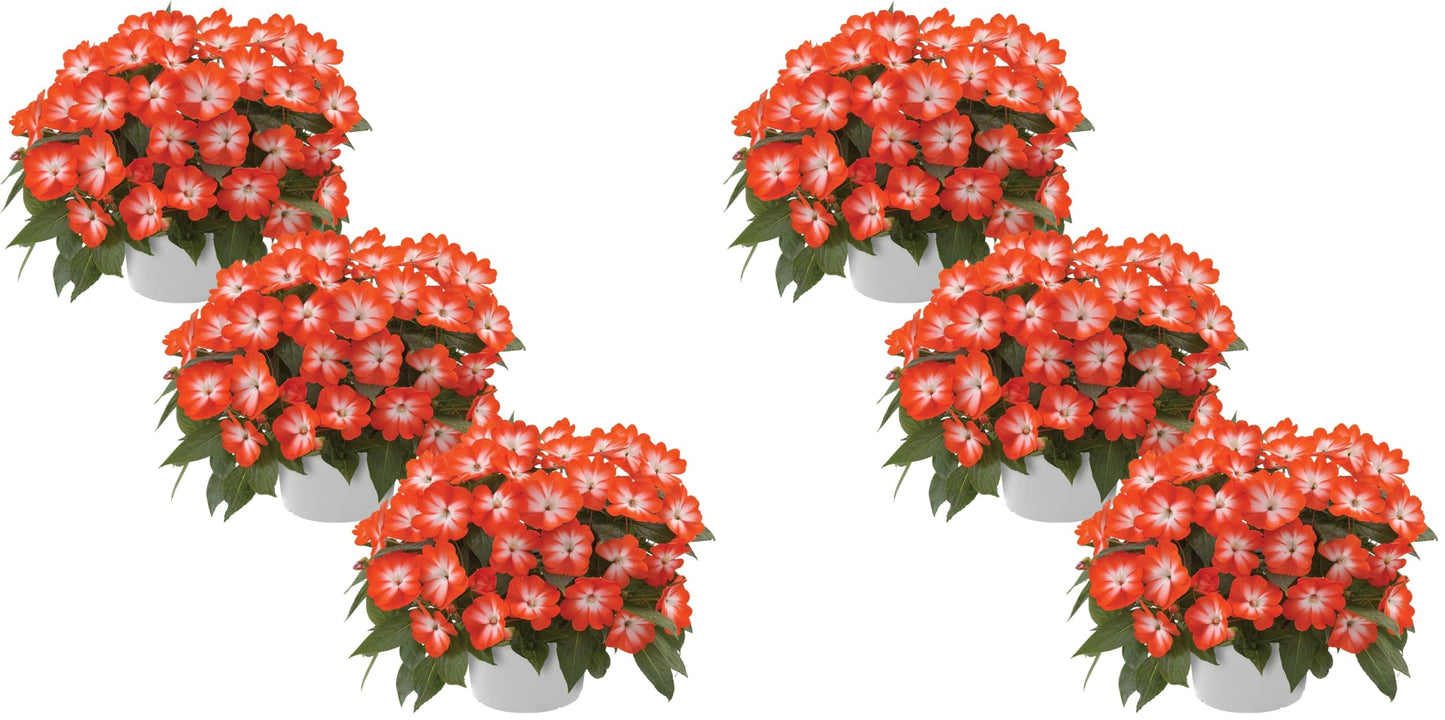 Live New Guinea Impatiens Plant - Shades of Orange (3 Plants Per Pack) - Beautiful Flowering Shade Flowers - 12" Tall by 5" Wide in 1 Qt Pot (Pack of 2)